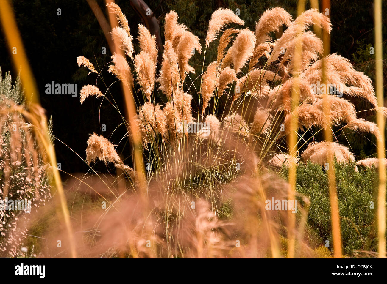 Hunangamoho Chionochloa Conspicua lange Grashalme wiegen sich im Wind an den Botanischen Garten in Dundee, UK Stockfoto