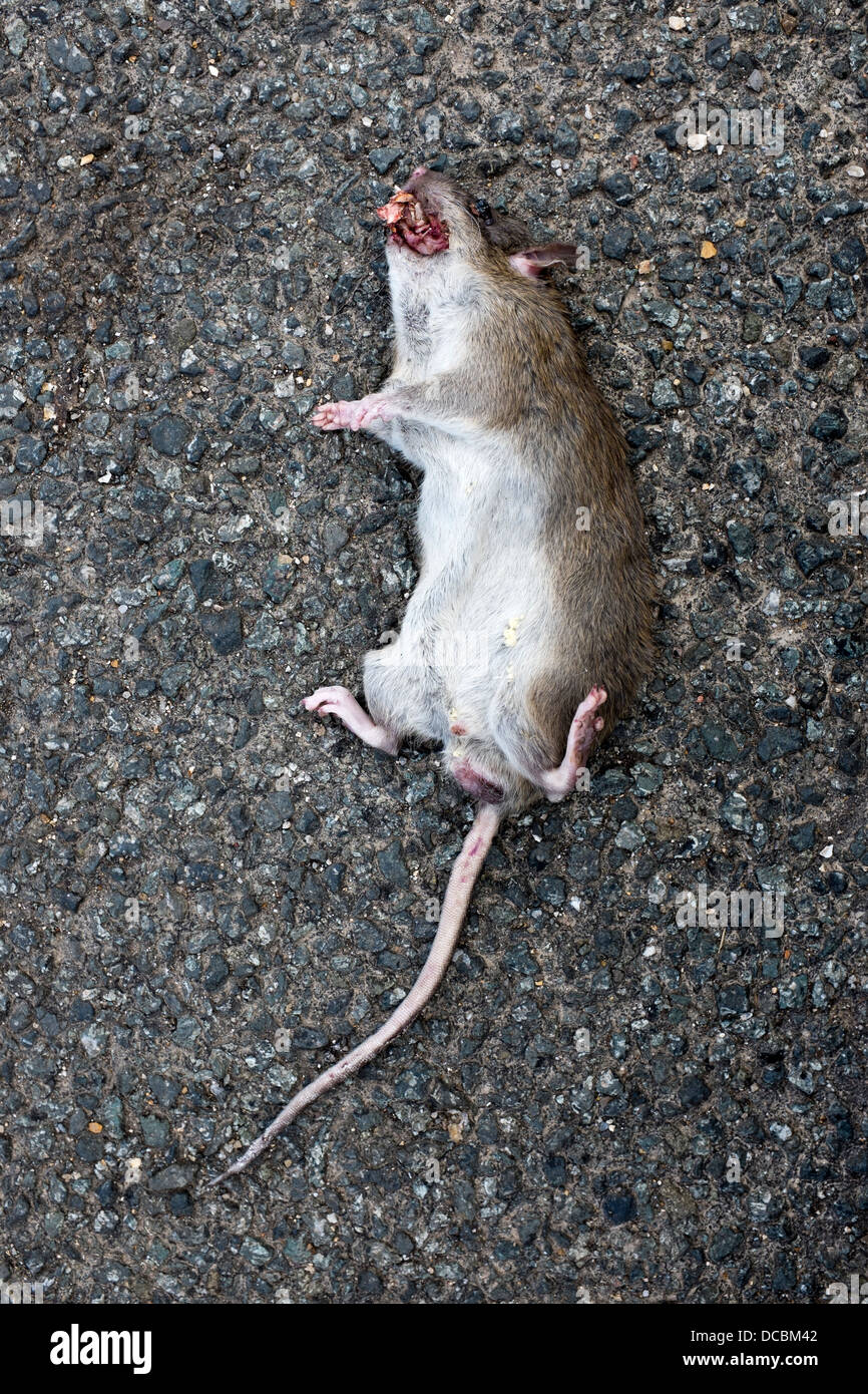 Ratte Roadkill Stockfoto