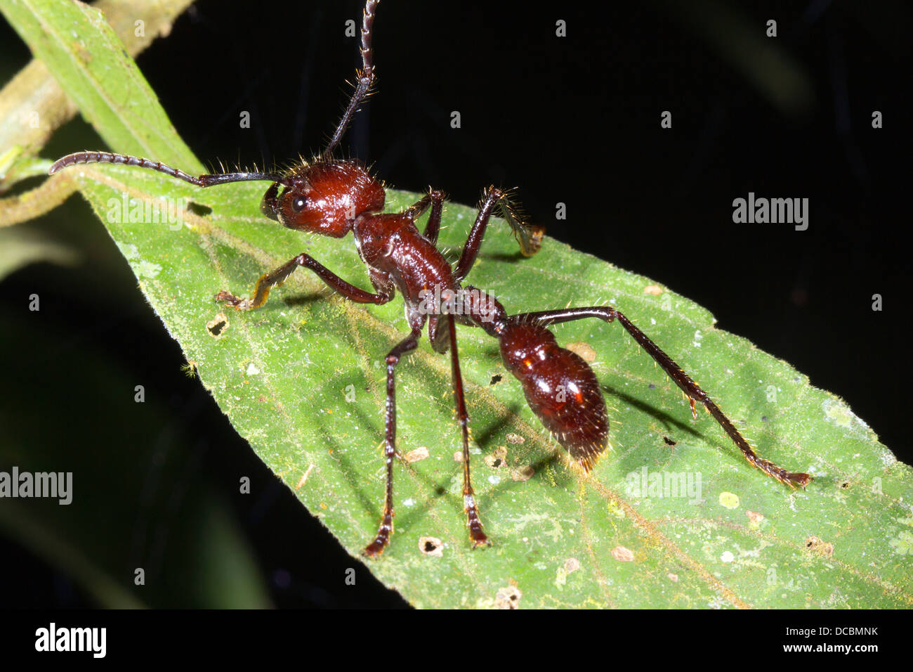 Conga Paraponera Clavata Regenwald Fotos Und Bildmaterial In Hoher conga-paraponera-clavata-regenwald-fotos-und-bildmaterial-in-hoher