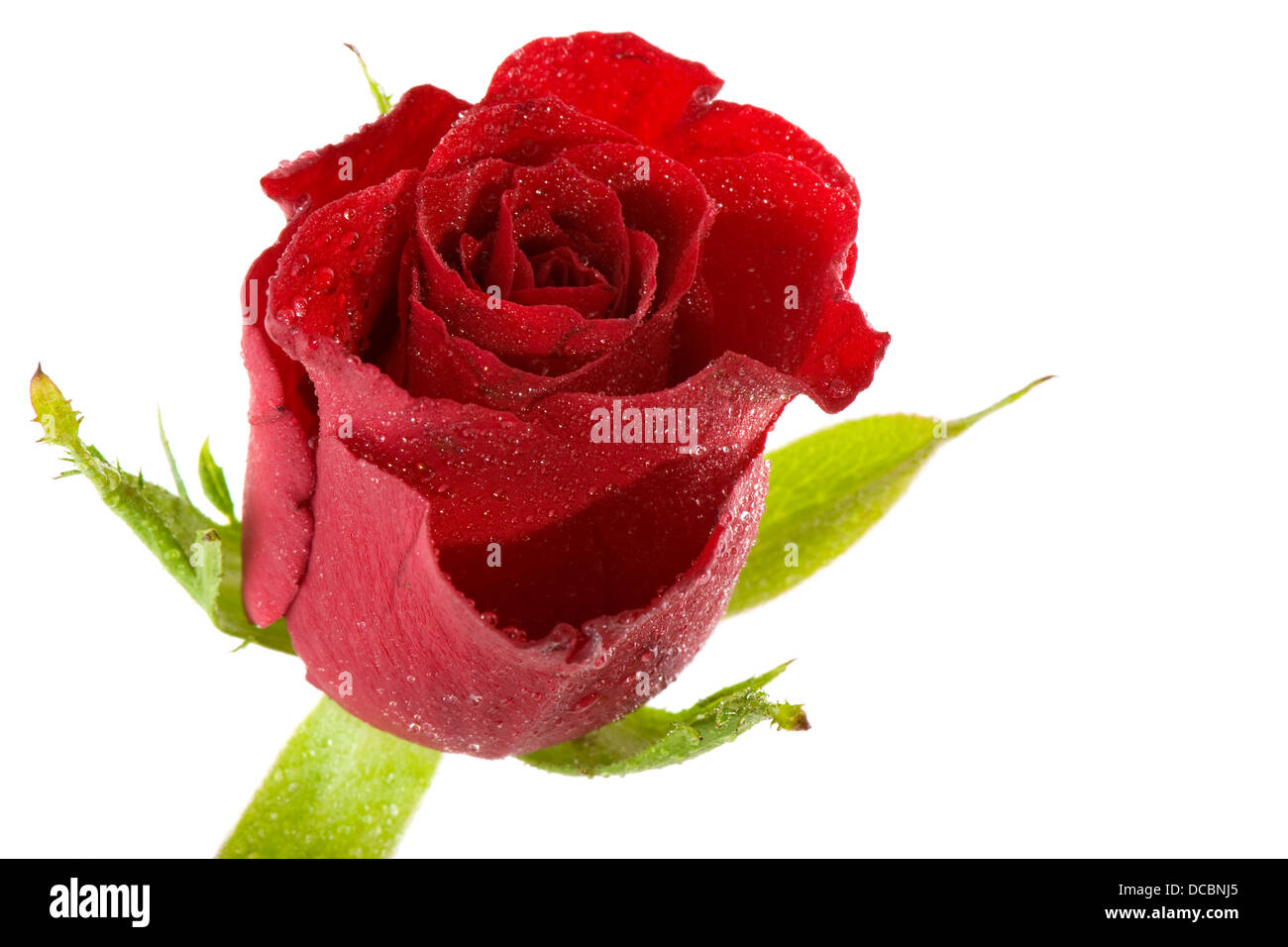 Einzelne rote rose Stockfoto
