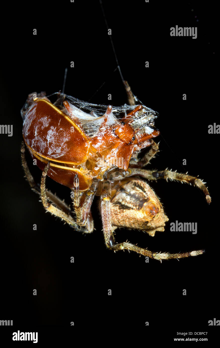 Spinne Essen einen großen Käfer gefangen im Netz in den Regenwald, Ecuador Stockfoto