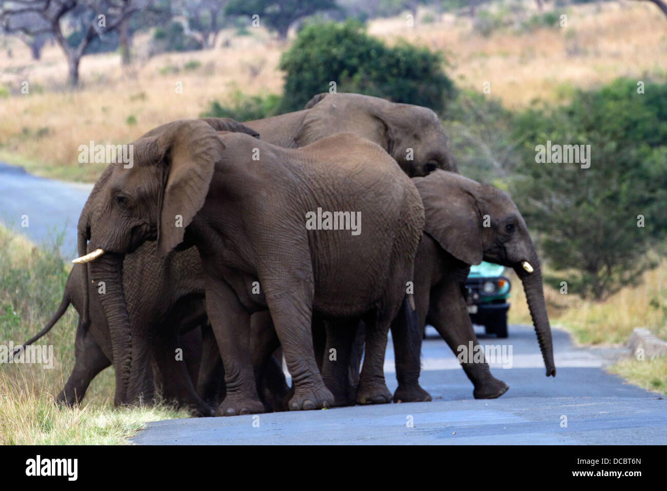 Straßensperre!! Familie Gruppe von afrikanischen Elefanten (Loxodonta Africana) blockieren Straße im Hluhluwe Imfolozi Nationalpark, Südafrika Stockfoto