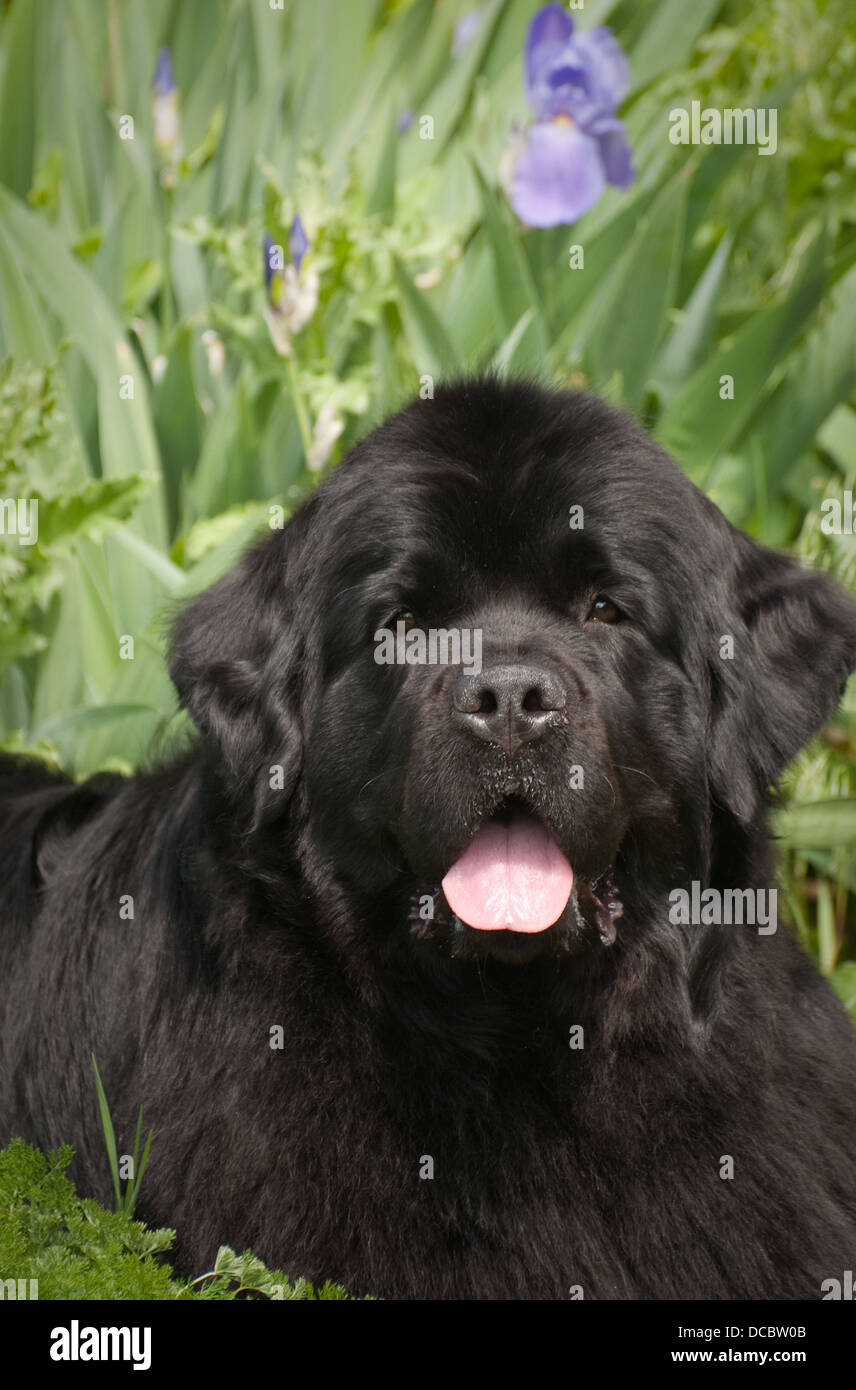 Neufundland Hund-Kopfschuss Stockfoto
