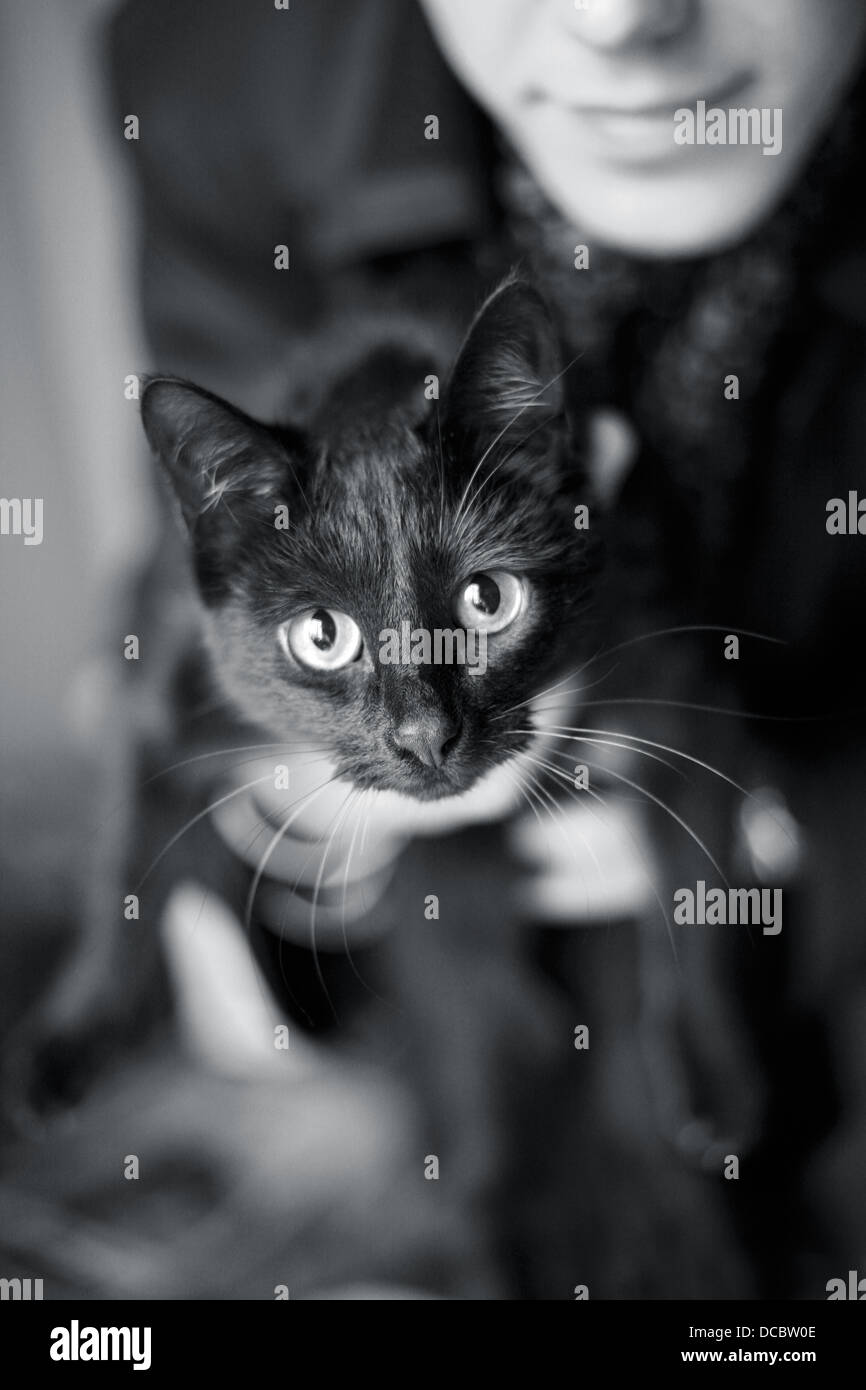 Katze mit Namen Amely Stockfoto