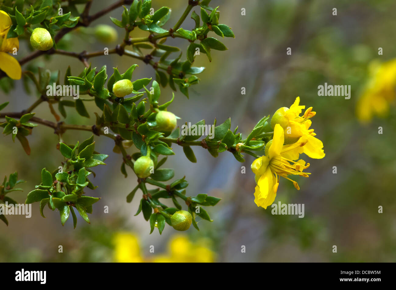 Gelben Blüten der Kreosotbusch im Frühjahr. Stockfoto