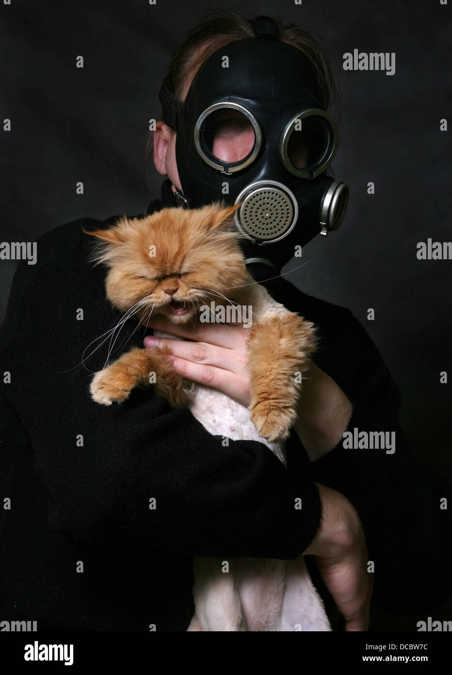 Rote Katze Stockfoto