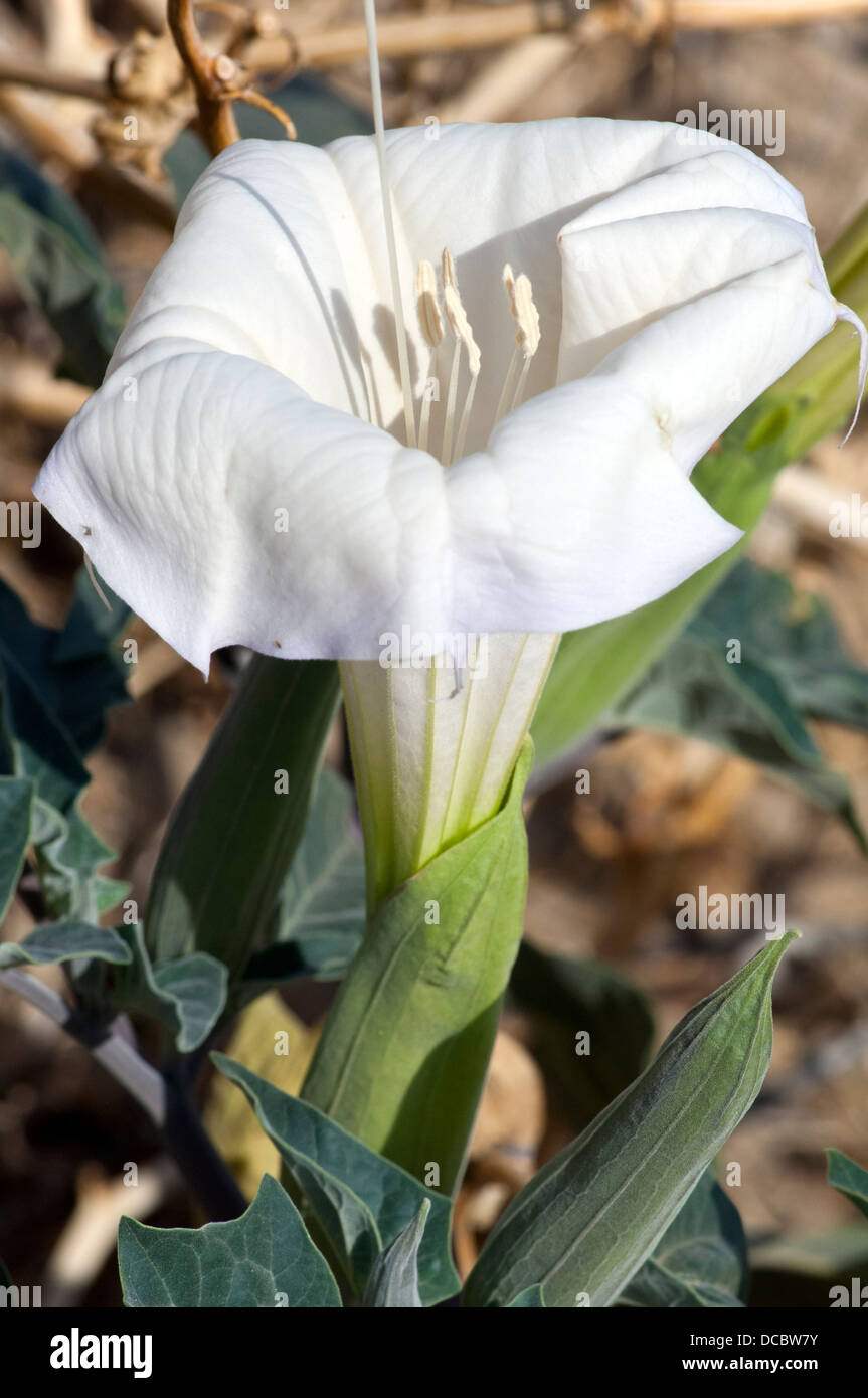 Nahaufnahme der weiße Blüte des Jimson Unkraut Stockfoto
