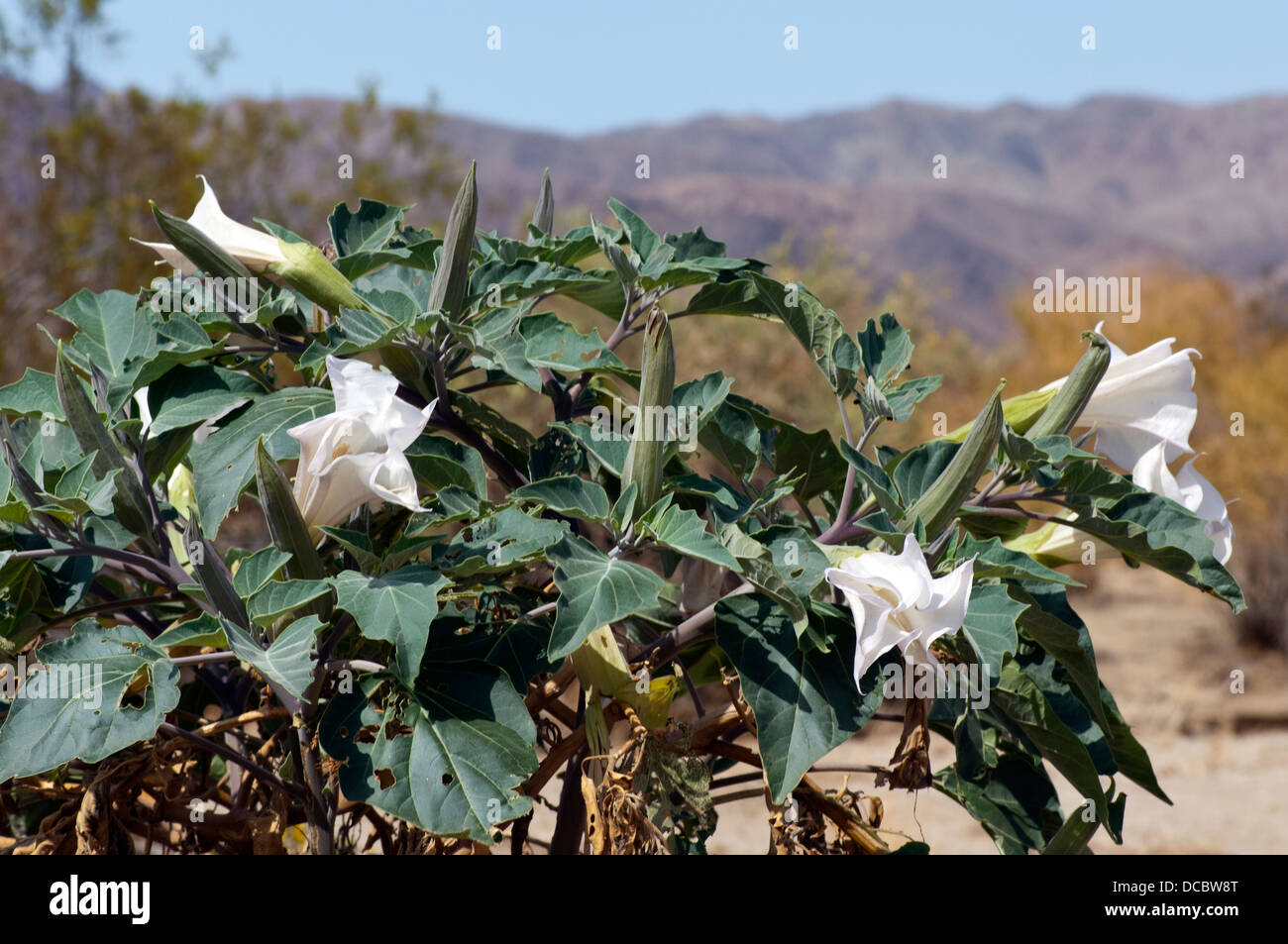 Jimson Weed - weiß blühender Strauch. Stockfoto
