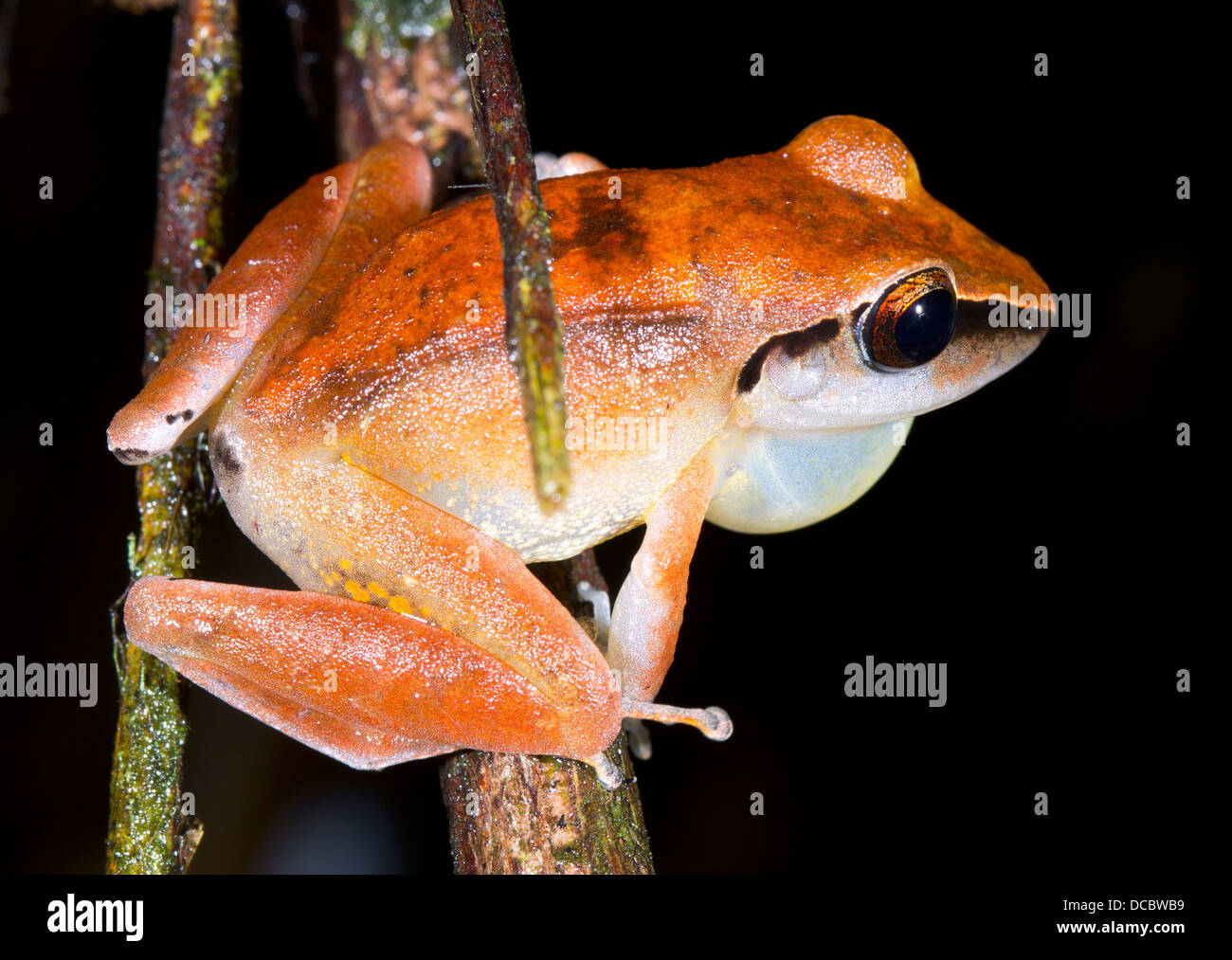 Peruanischen Regen Frosch (Pristimantis Peruvianus) Aufruf männliche mit überhöhten vocal Sac. Stockfoto