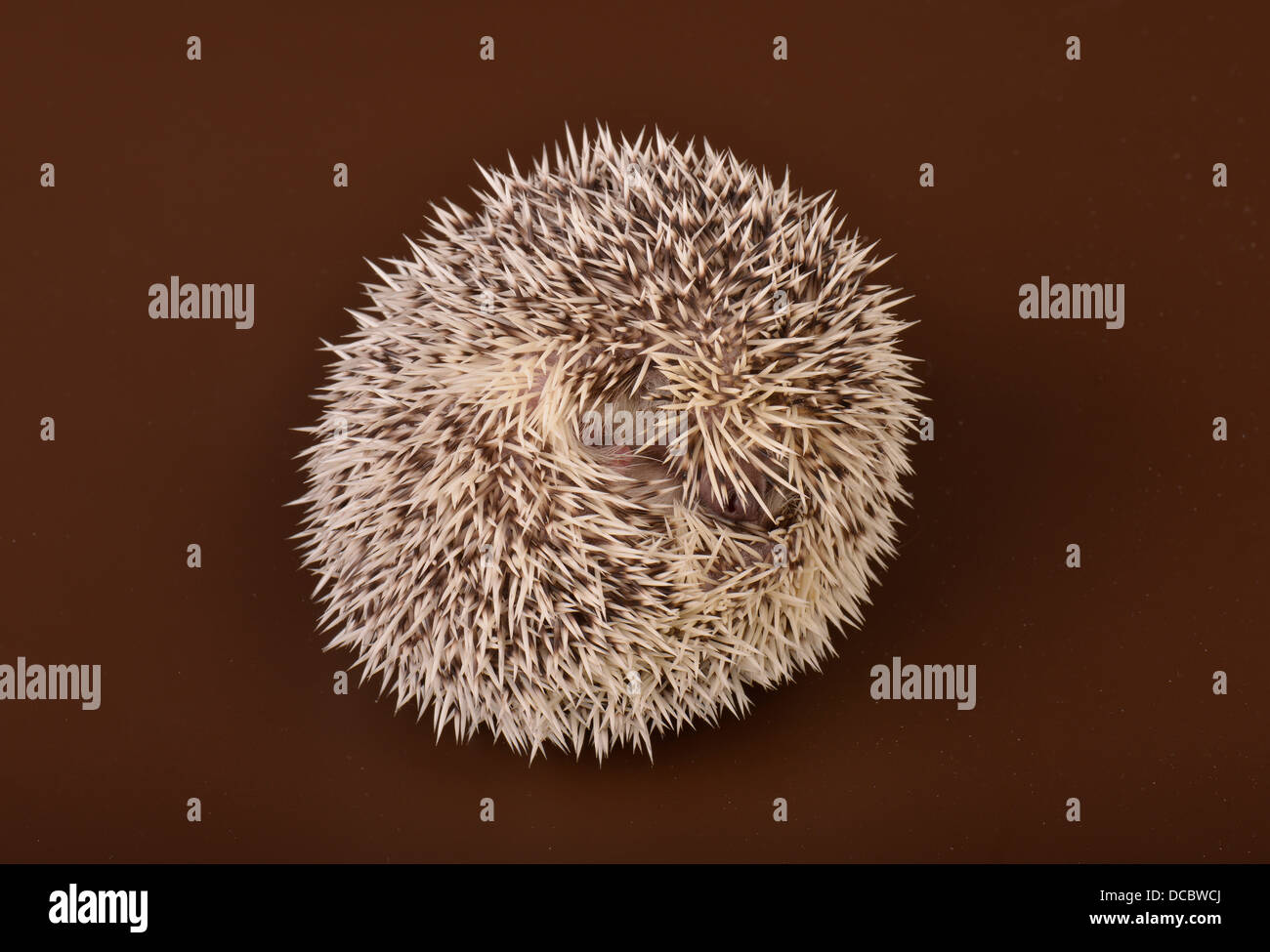 Igel Stockfoto