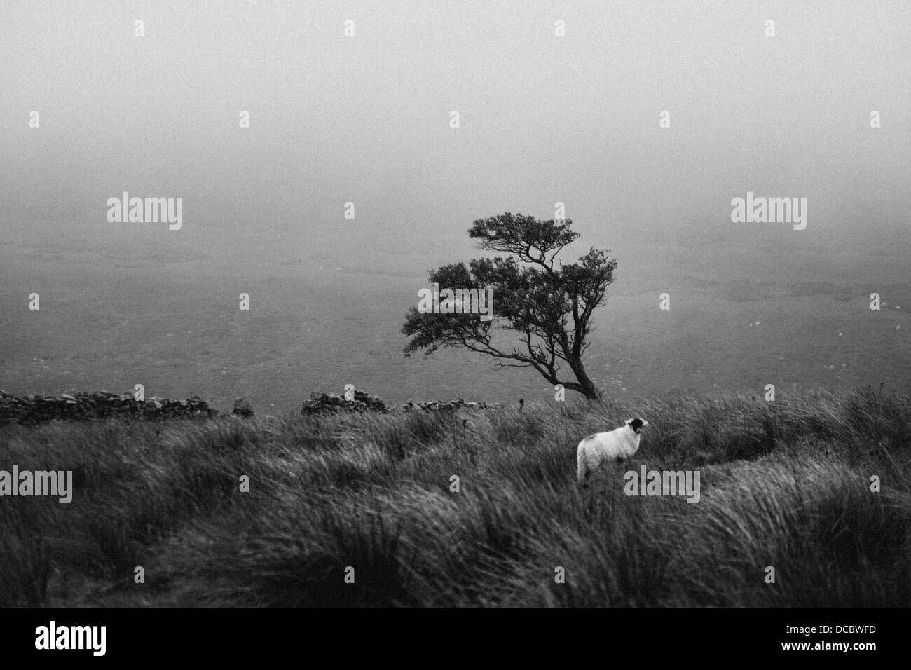 Schafe auf einem Feld am Keld, Yorkshire Dales, Swaledale, Großbritannien Stockfoto