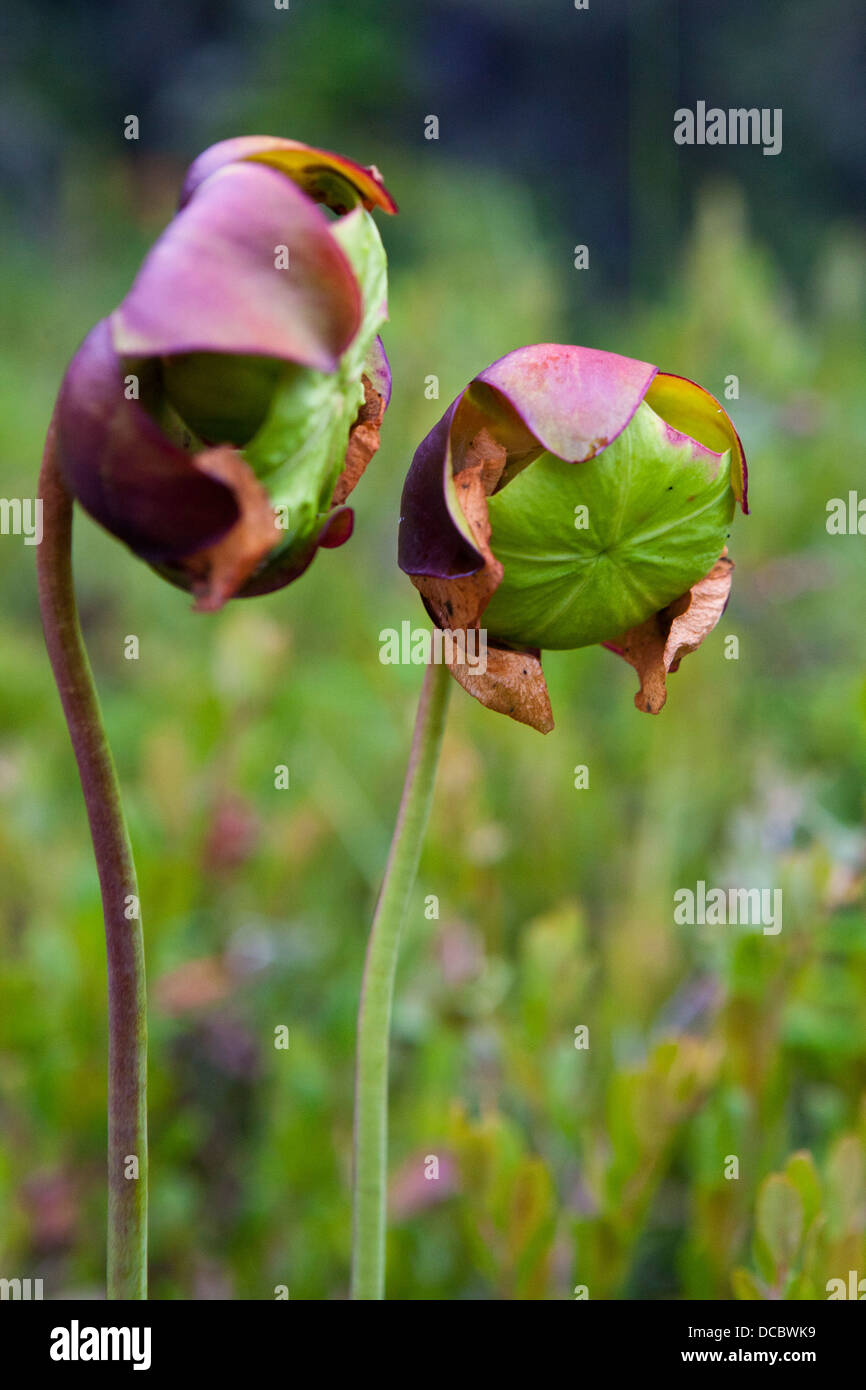 Zwei Blumen eine Schlauchpflanze (Sarracenia Purpurea), Isle Royale National Park, Michigan, Vereinigte Staaten von Amerika Stockfoto