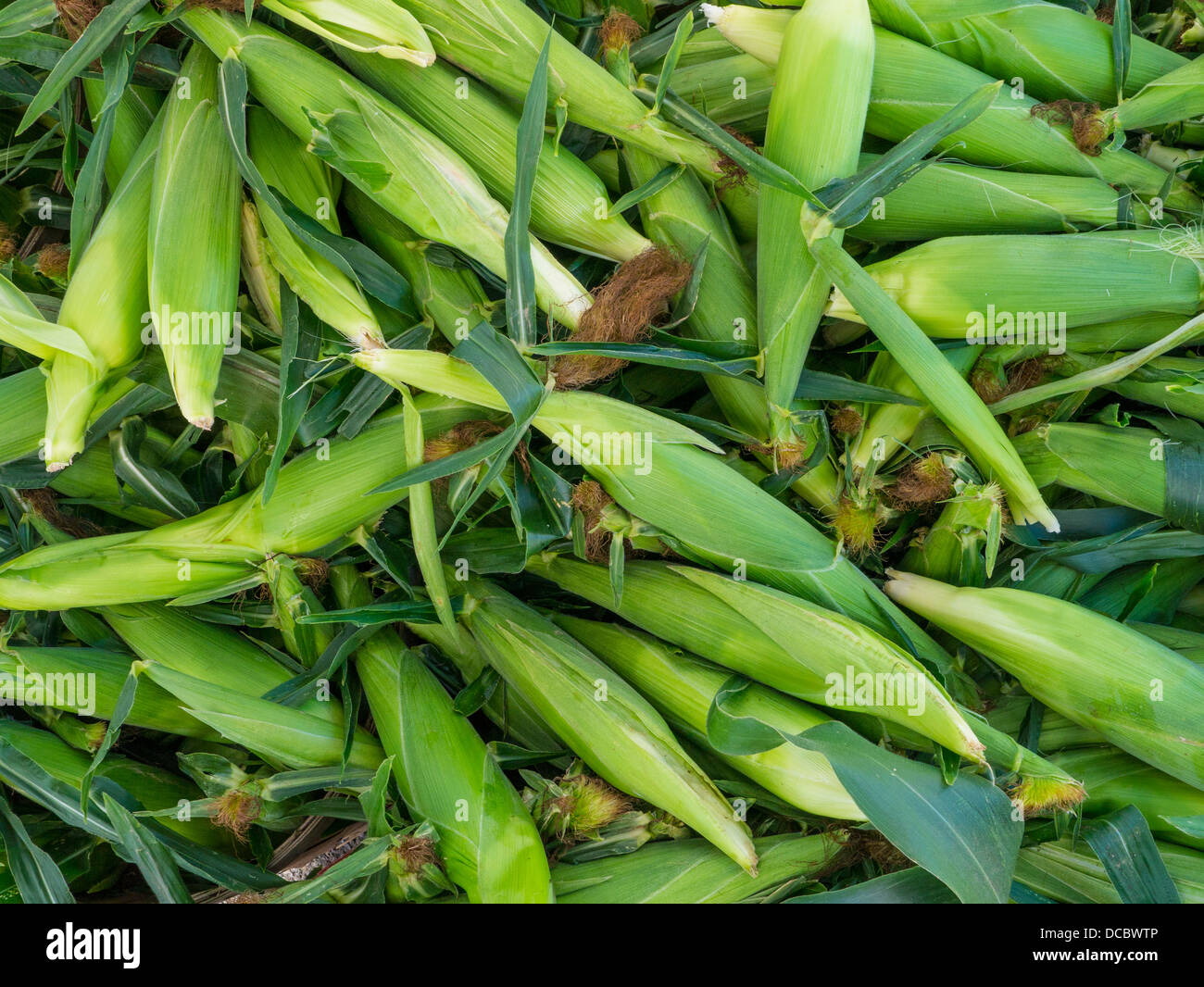 Ohren der Zuckermais in Schalen am Bauernmarkt in Hamburg New York Stockfoto