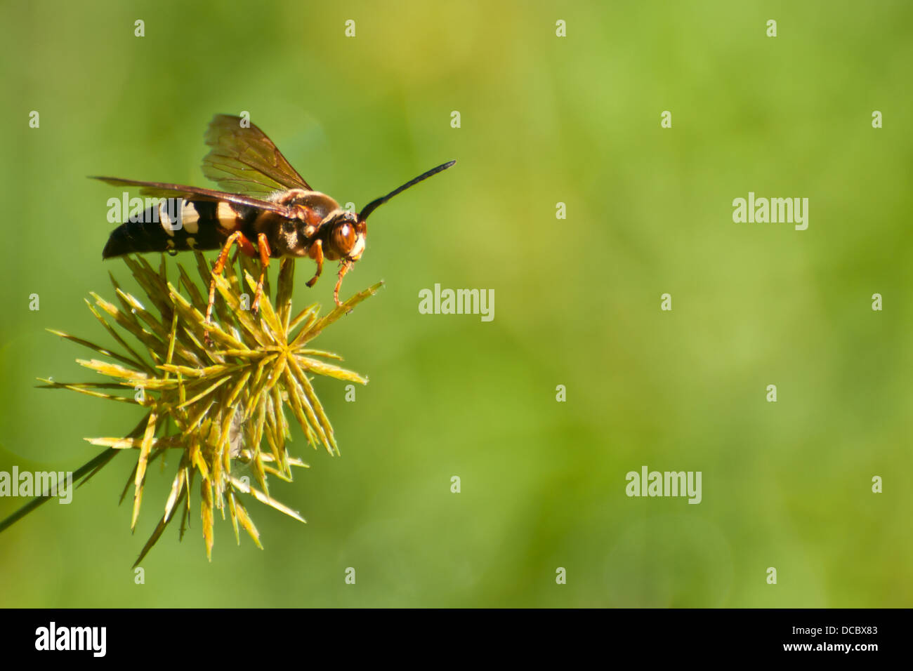 Cicada Killer Stockfoto