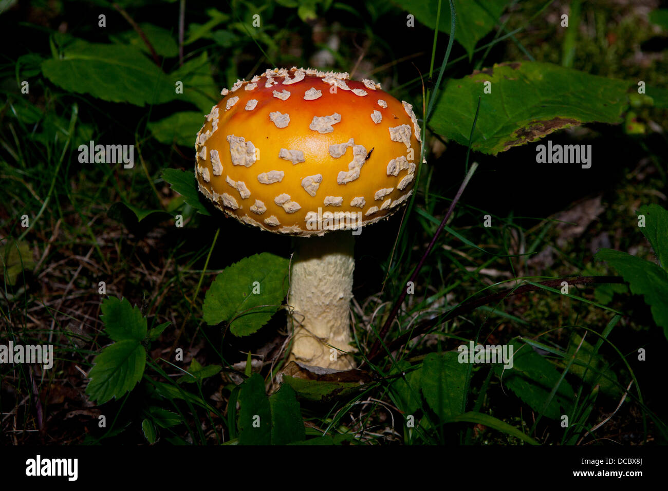 Rot, orange und gelb, Fliegenpilz (Amanita Muscaria) Pilz, Isle Royale National Park, Michigan, Vereinigte Staaten von Amerika Stockfoto