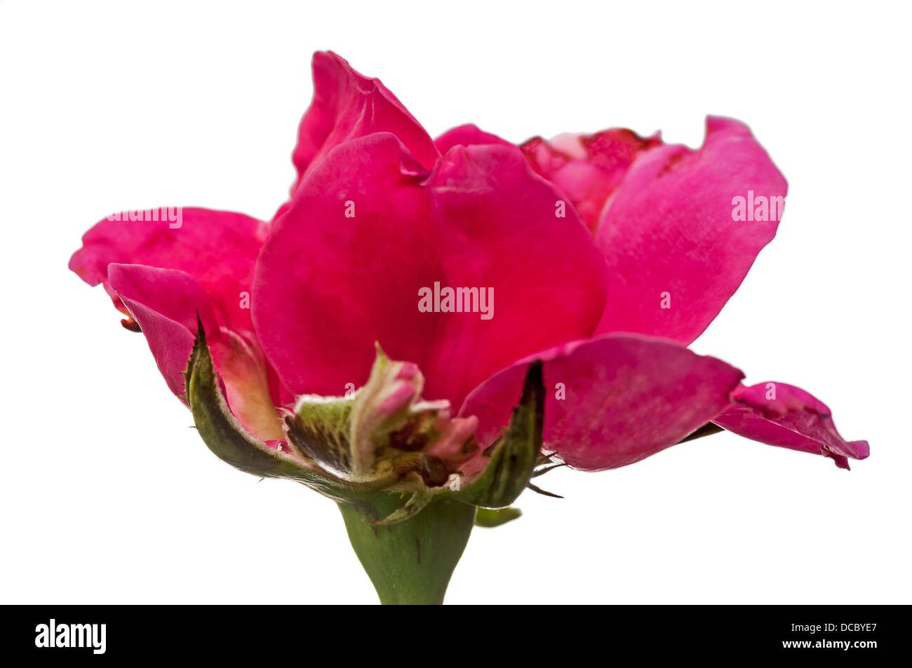 Nahaufnahme eines blühenden rosa rose Blume auf weiss isoliert, Gegenlicht Stockfoto