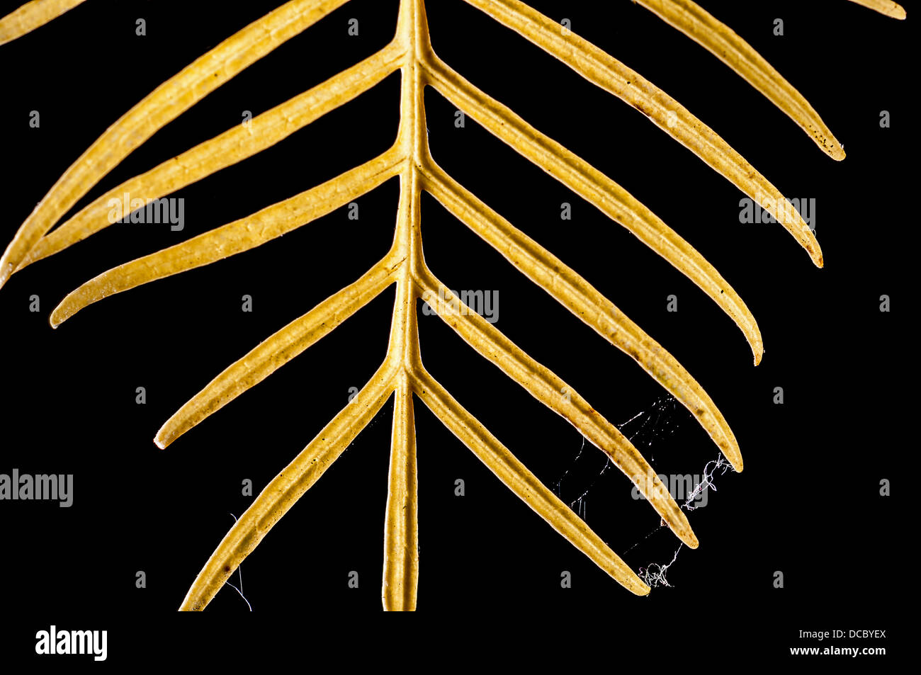 Abstrakte Muster gelbe Laub isoliert auf schwarz mit Spinnweben dazwischen Stockfoto