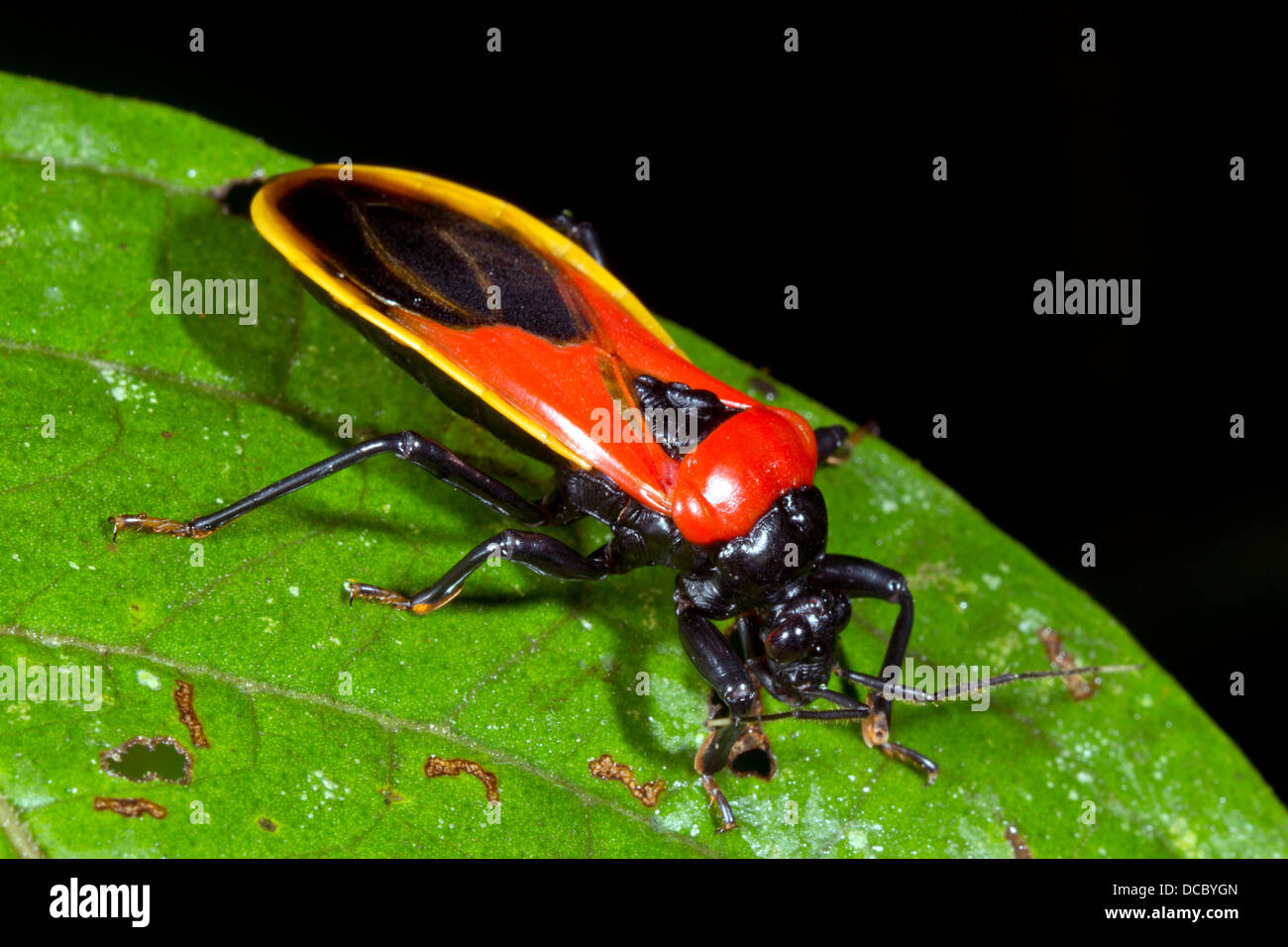 Einen bunten Assassin-Bug (Familie Reduviidae) in den Regenwald, ecuador Stockfoto