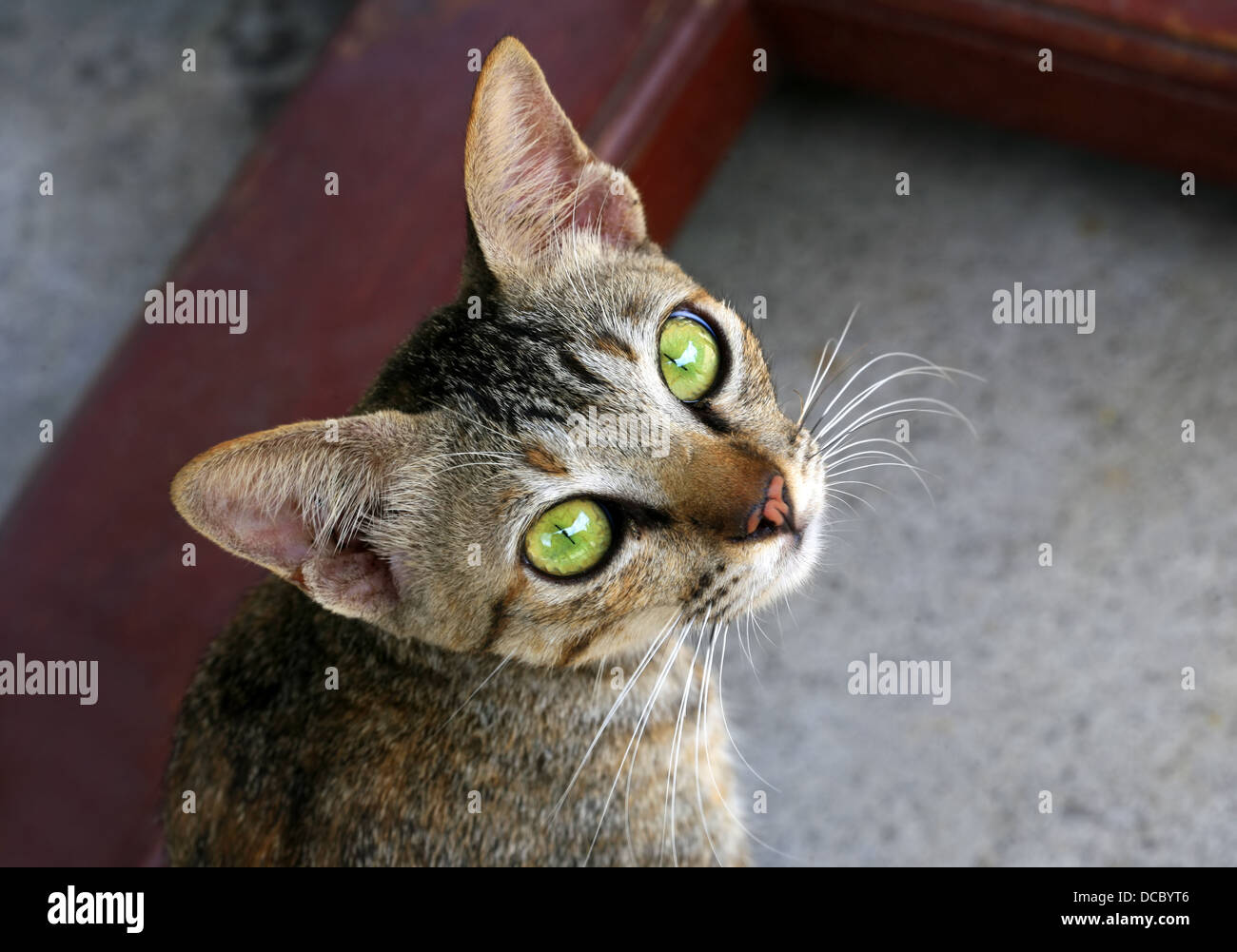 Katze mit grünen Augen Stockfoto