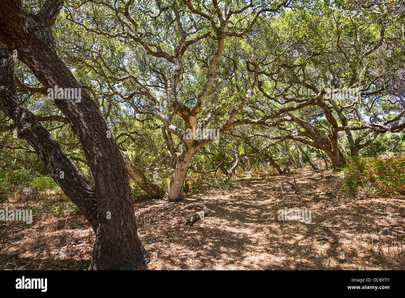 Die magische und geheimnisvolle Bäume Los Osos Eichen staatlichen Naturschutzgebiet. Stockfoto