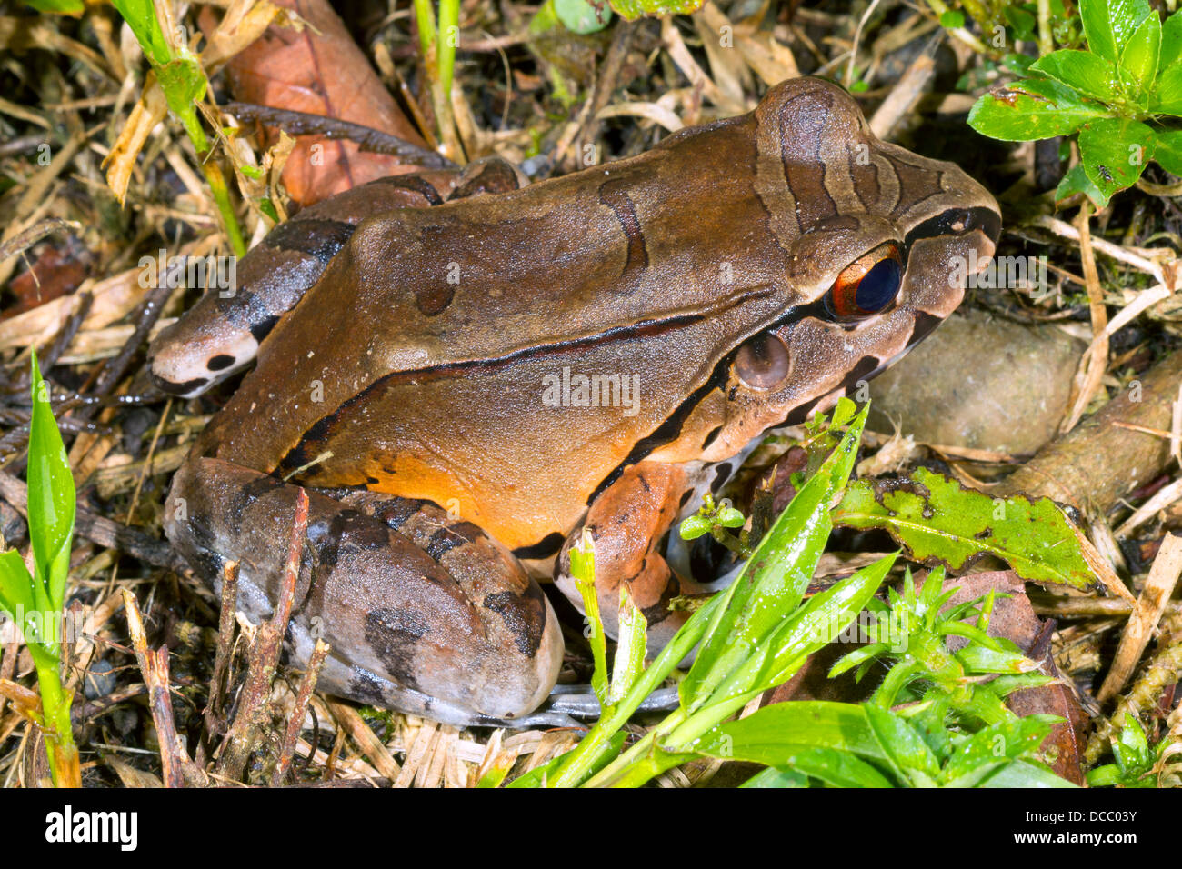 Rauchigen Dschungel Frosch (Leptodactylus Pentadactylus) im ecuadorianischen Amazonasgebiet Stockfoto