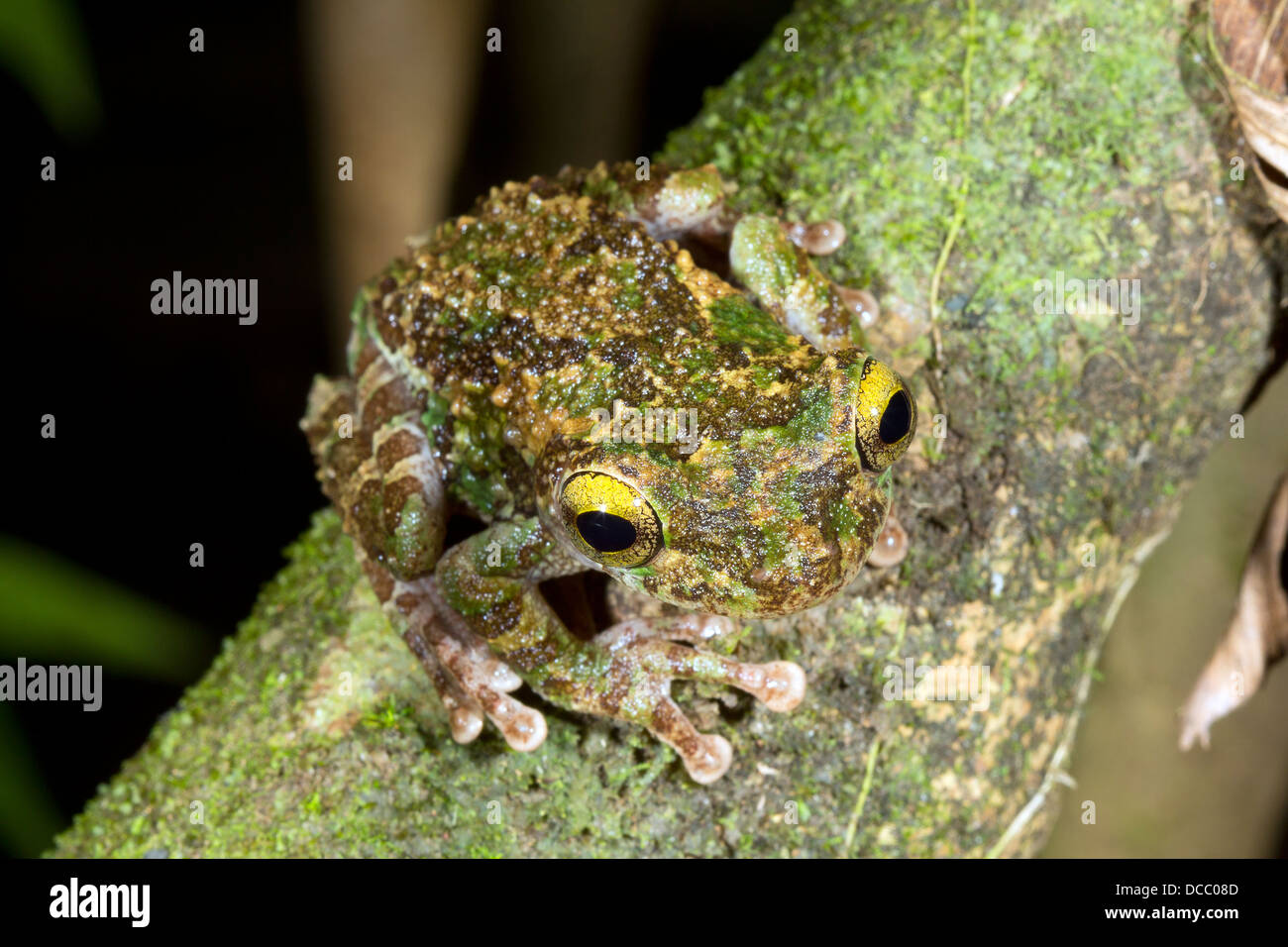 Buckley es schlanken Beinen Treefrog (Osteocephalus Buckleyi). Auf einem Ast im Regenwald Ecuadors. Stockfoto
