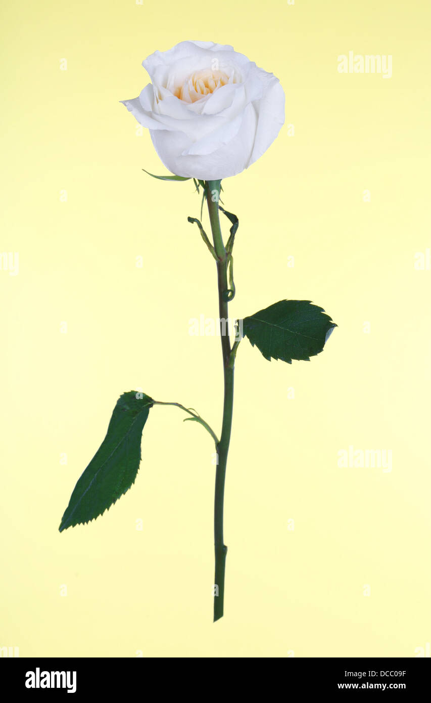 Einzelne weiße Rose isoliert Stockfoto