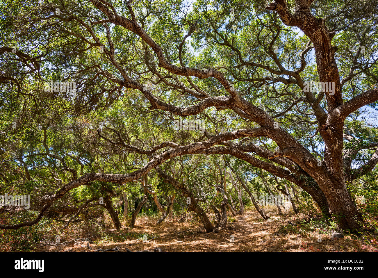 Die magische und geheimnisvolle Bäume Los Osos Eichen staatlichen Naturschutzgebiet. Stockfoto