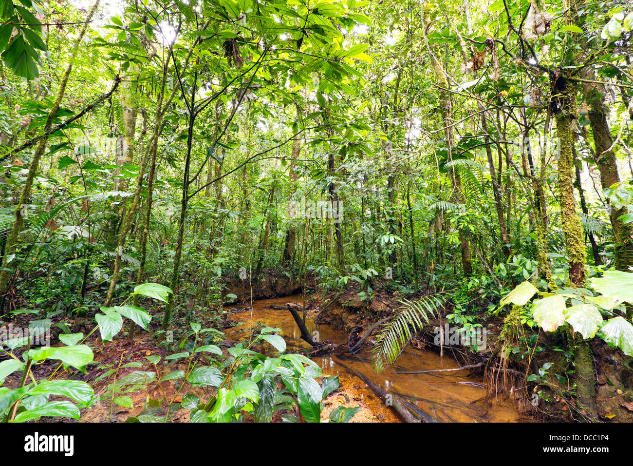 Bach schlängelt sich durch tropischen Tieflandregenwald in den ecuadorianischen Amazonas Stockfoto