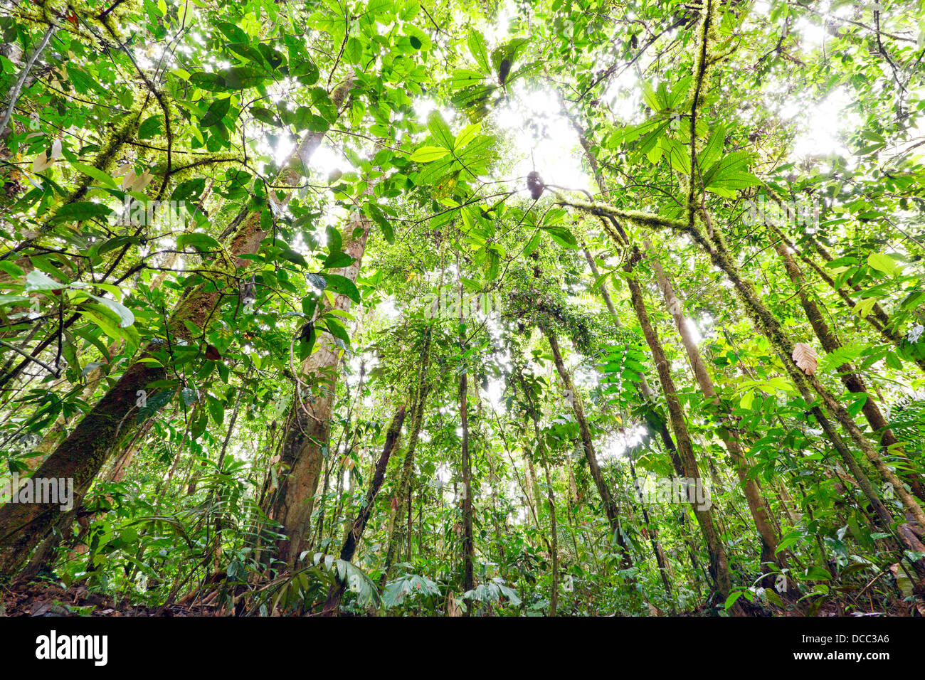 Um den Regenwald im ecuadorianischen Amazonasgebiet nachschlagen Stockfoto