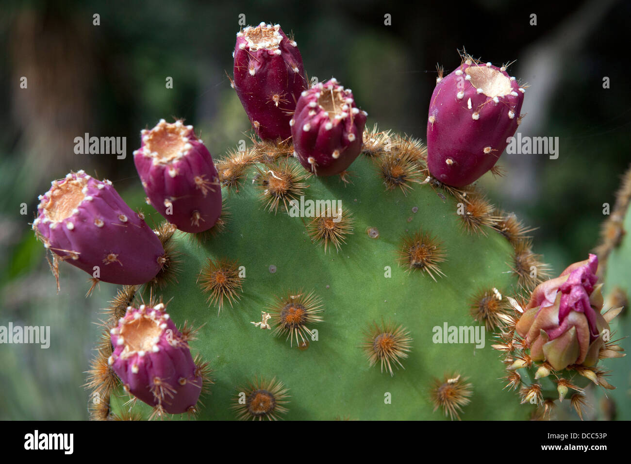 Blühende Kakteen, Arizona-Kaktus-Garten, Stanford, California, Vereinigte Staaten von Amerika Stockfoto