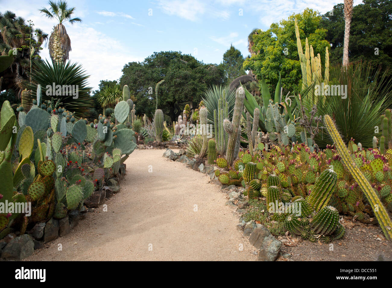 Gesamtansicht der Pfad durch den Arizona-Kaktus-Garten, Stanford, California, Vereinigte Staaten von Amerika Stockfoto