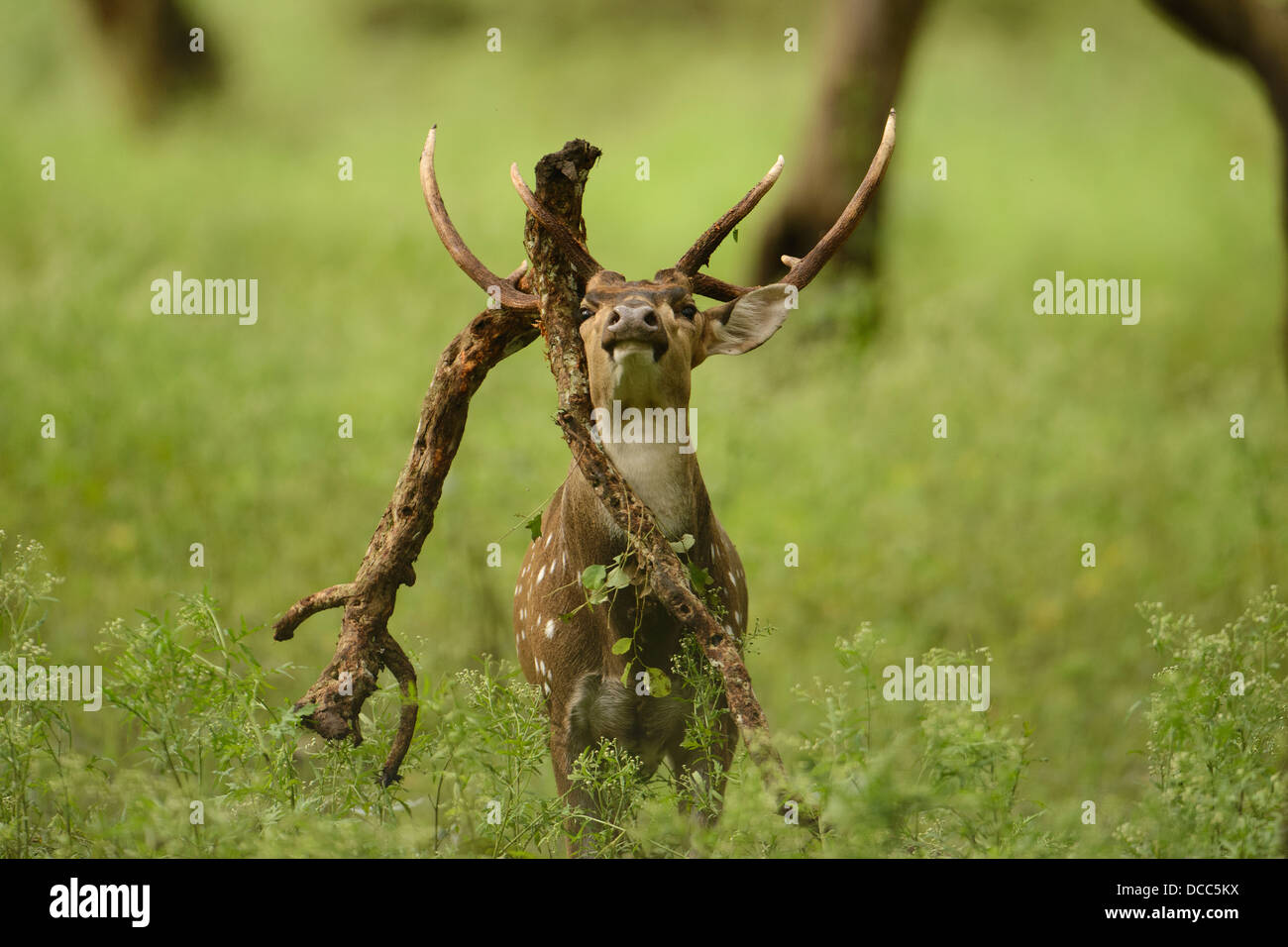 Erwachsene männliche Rehe (Achse-Achse) baumelt einen Ast an seinem Geweih in den Wäldern des Kabini in Nagarahole, Indien entdeckt. Stockfoto