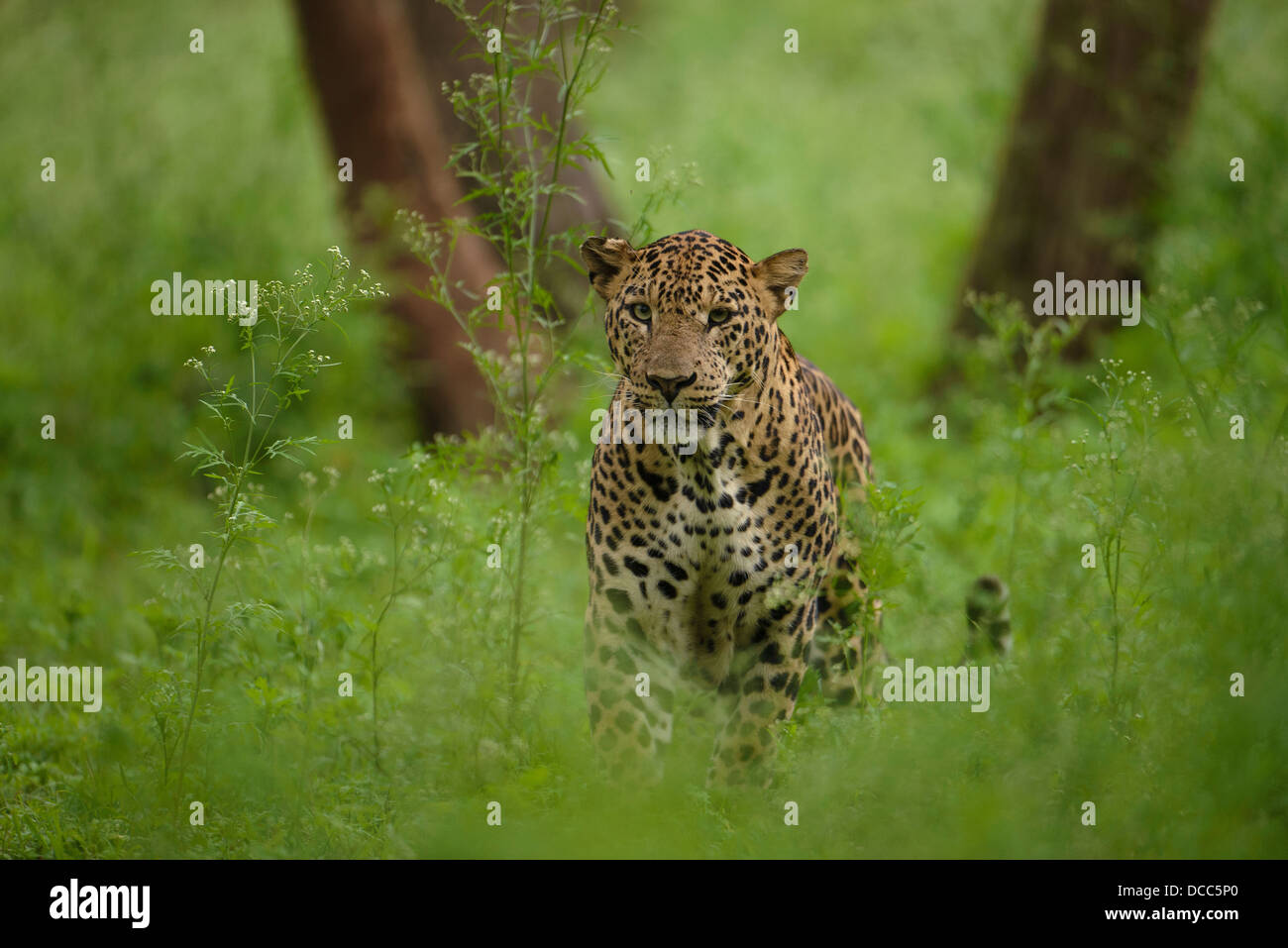 Erwachsene männliche Leoparden in den Dschungeln von Kabini in Nagarahole Nationalpark und Tiger Reserve, Indien. Stockfoto