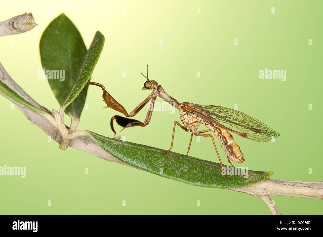 Steirische Fanghaft, Mantispa styriaca, syn. Poda pagana, syn. Mantispa pagana, Mantidfly, Mantis fly, Mantispid Stockfoto