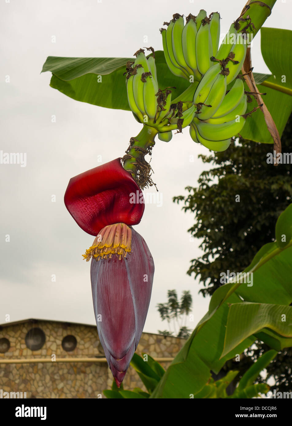 Wegerich-Blume Stockfoto