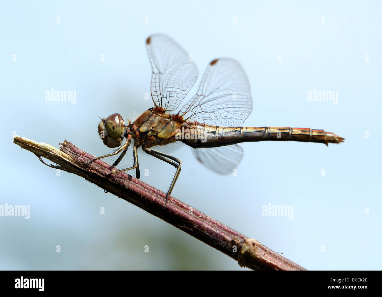 Männliche Vagrant Darter (Sympetrum Vulgatum) Libelle posiert vor einem strahlend blauen Himmel Stockfoto