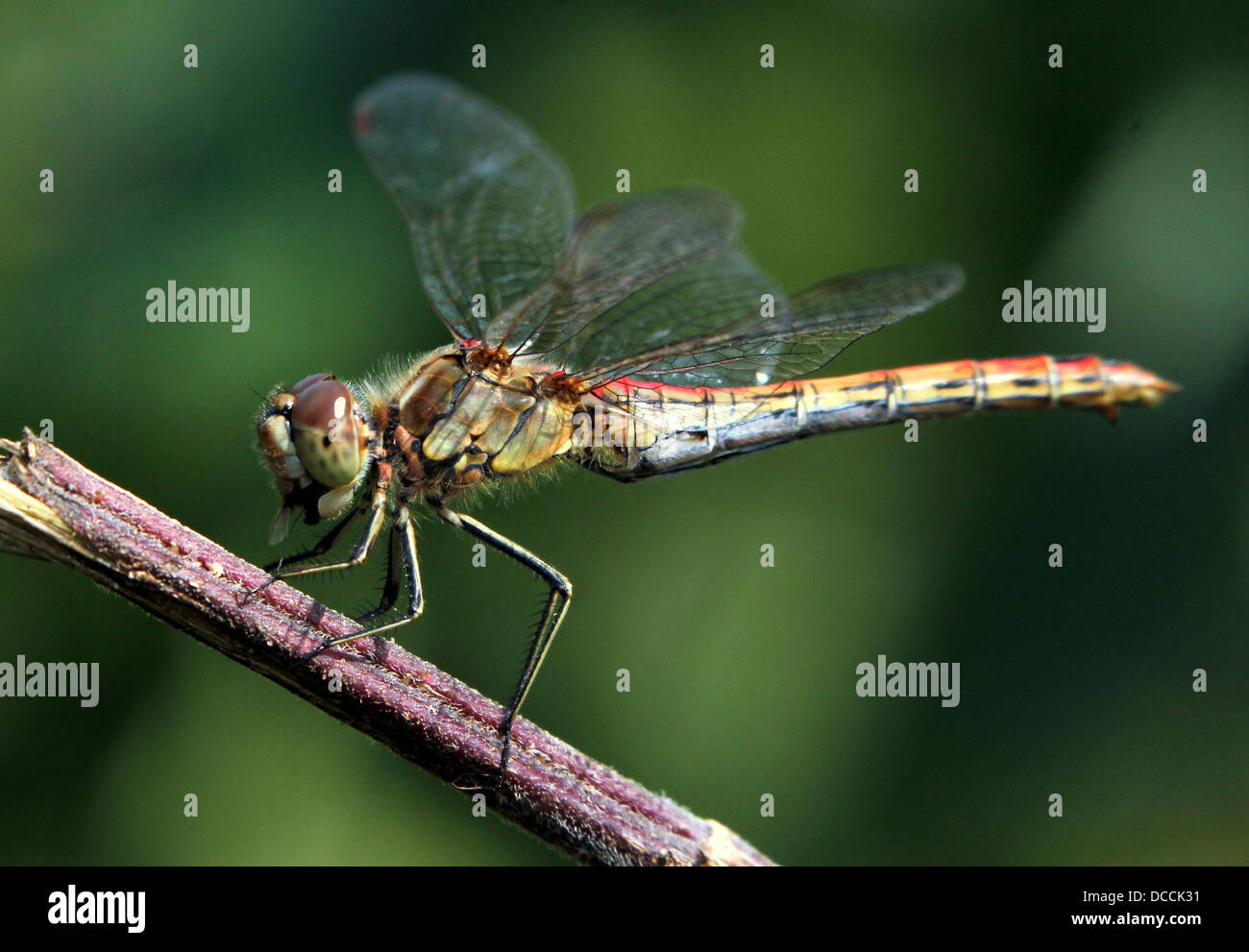 Männliche Vagrant Darter (Sympetrum Vulgatum) Libelle Stockfoto