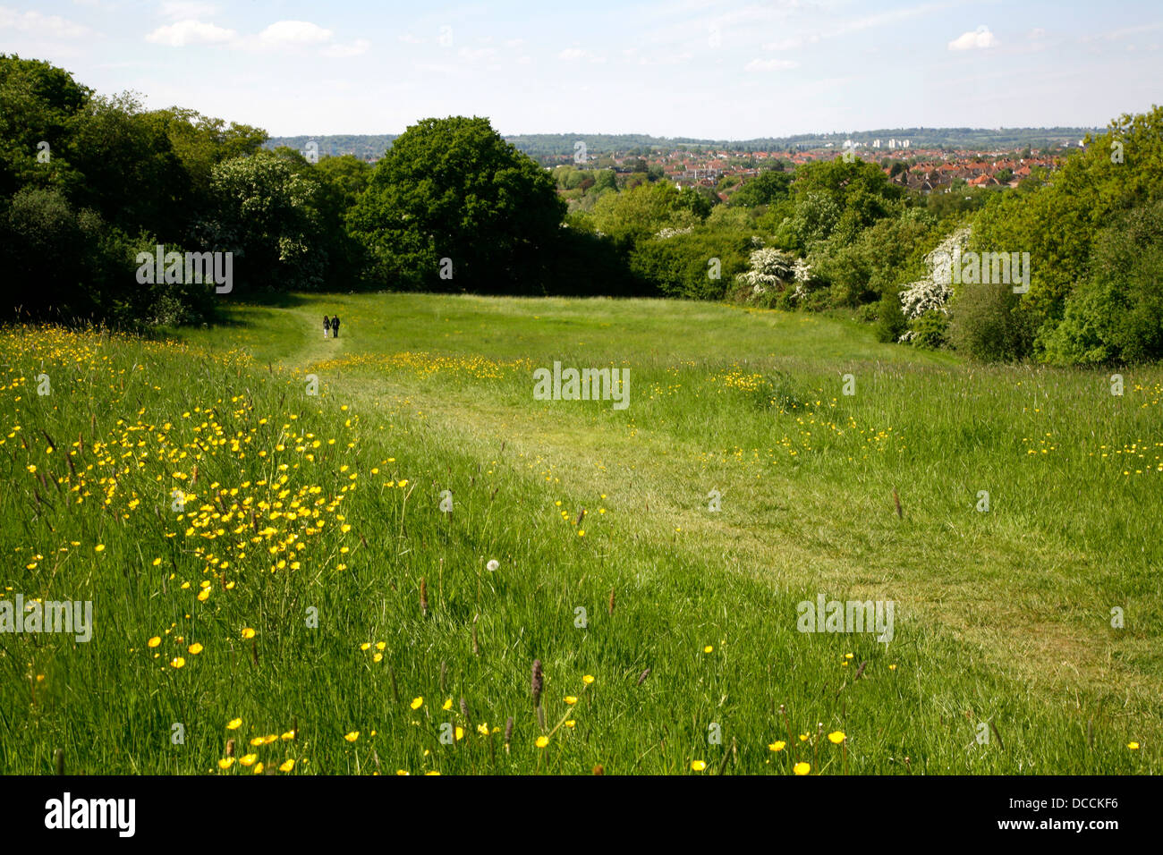 Butterblumen in Fryent Country Park, Kingsbury, London, Großbritannien Stockfoto