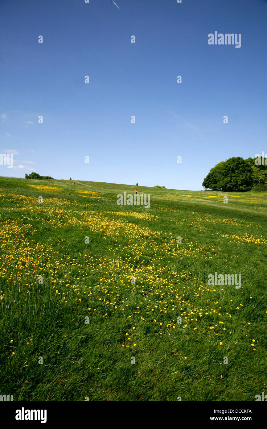 Butterblumen auf Parlament-Hügel-Felder nach oben an die Spitze des Parliament Hill, Hampstead Heath, London, UK Stockfoto