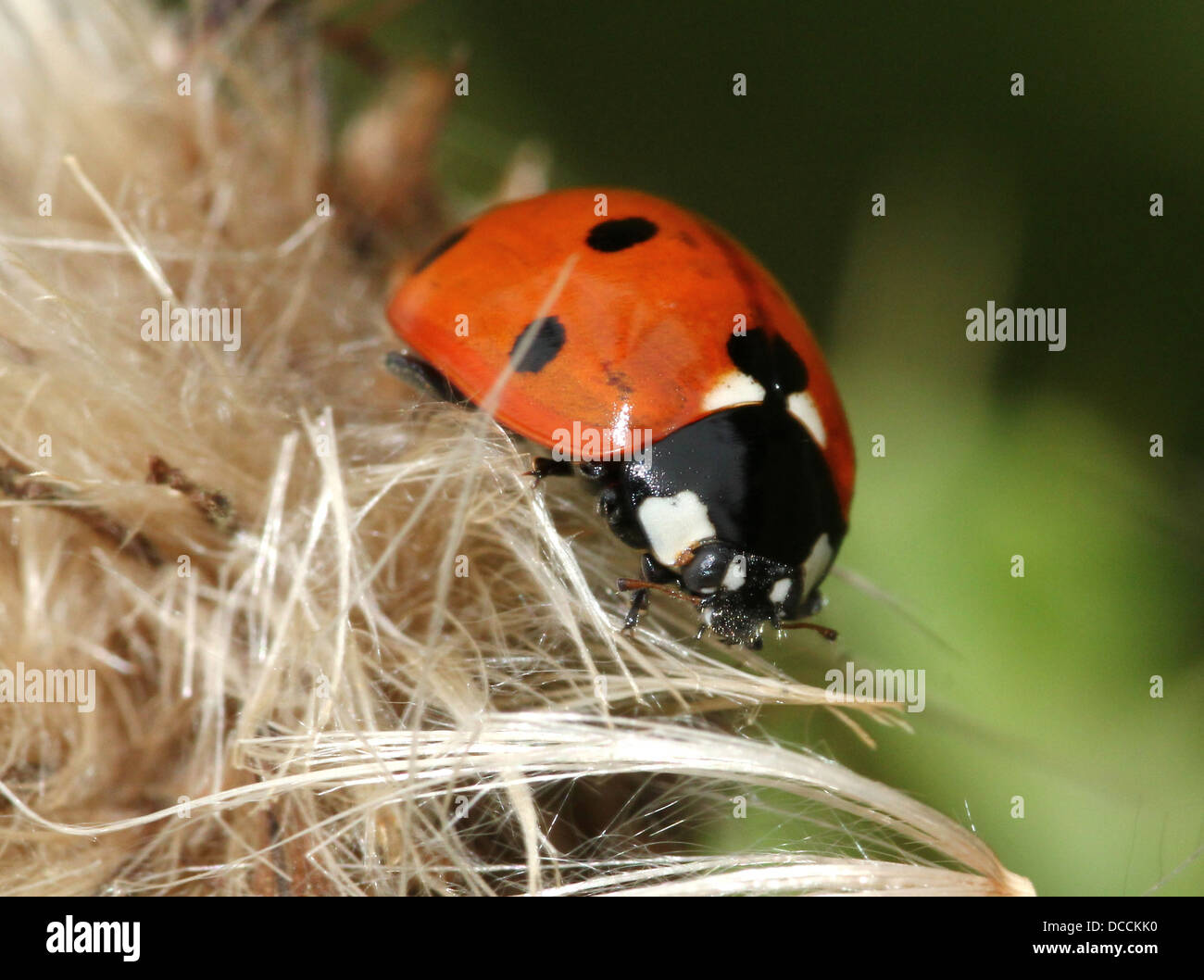 Sieben-Punkt-Marienkäfer oder gefleckte Marienkäfer (Coccinella Septempunctata) Nahaufnahme Stockfoto