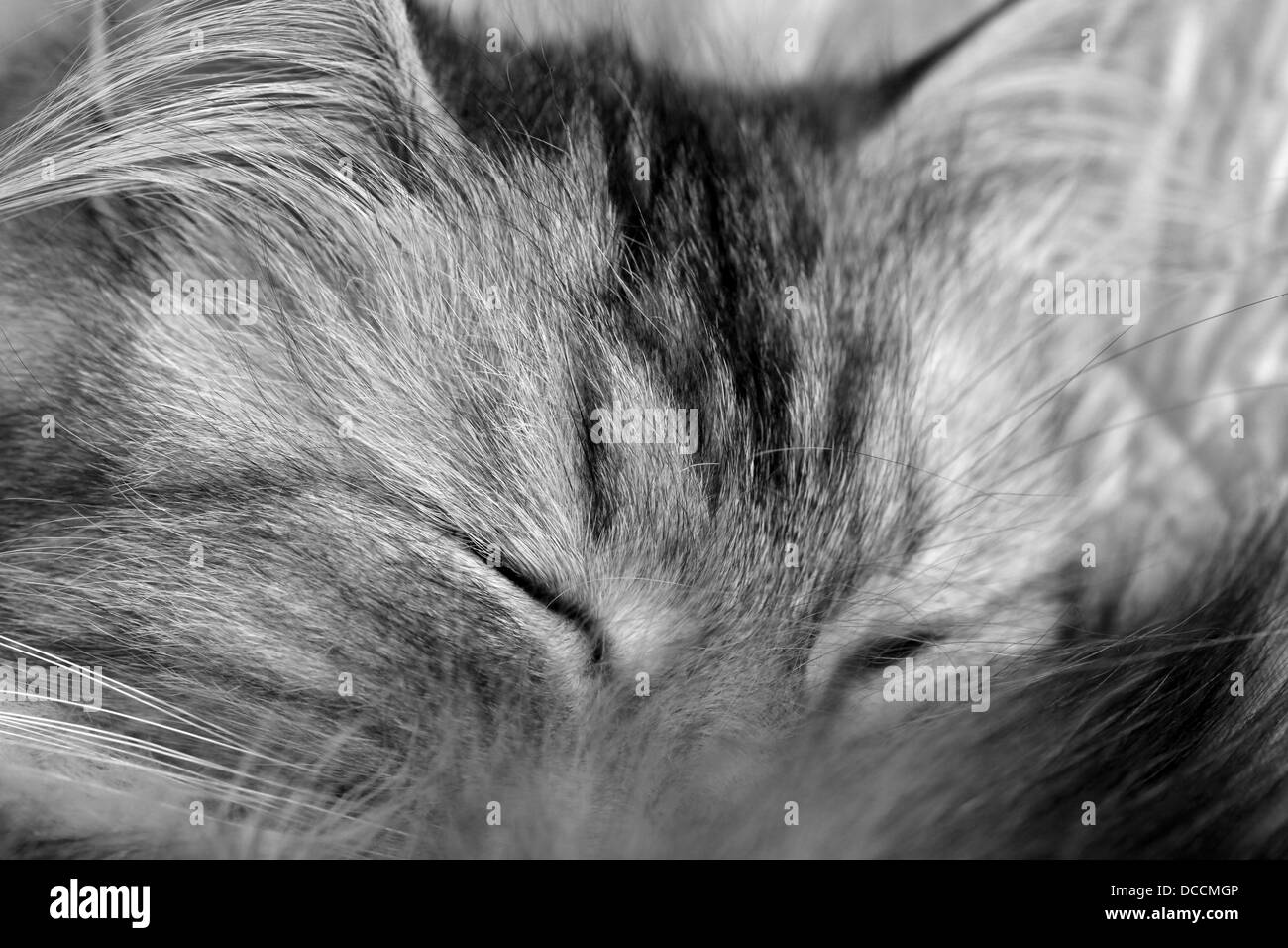 Schlafende Katze Stockfoto