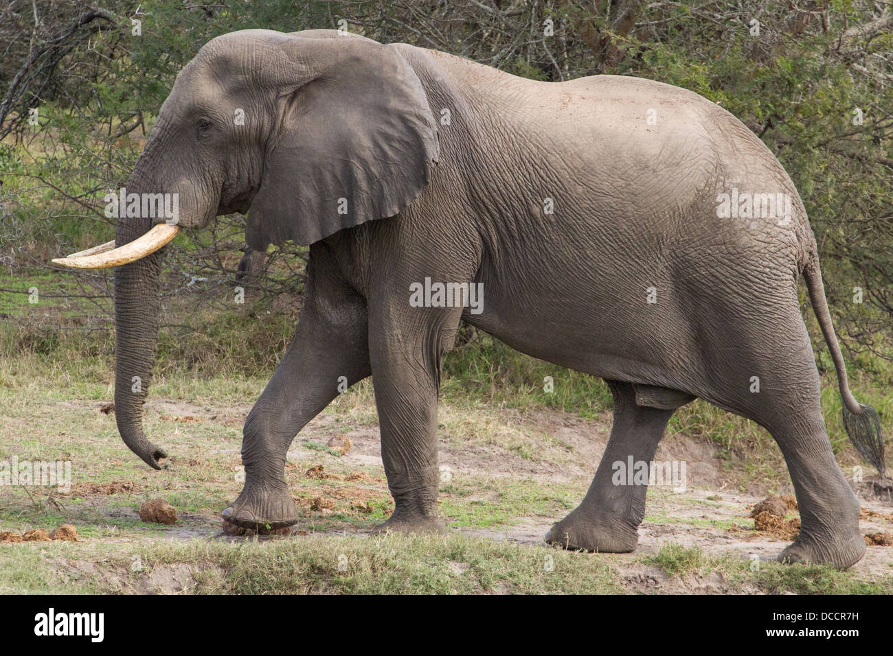 Männlichen afrikanischen Elefanten (Loxodonta Africana) Stockfoto