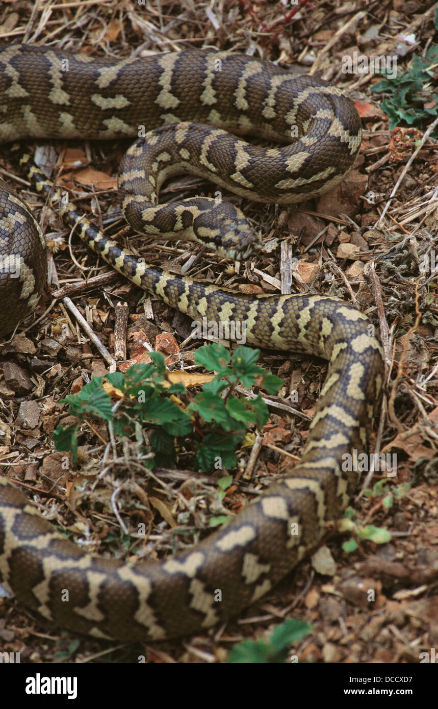 Teppichpython Morelia Spilota Variegata Stockfotos und -bilder Kaufen ...