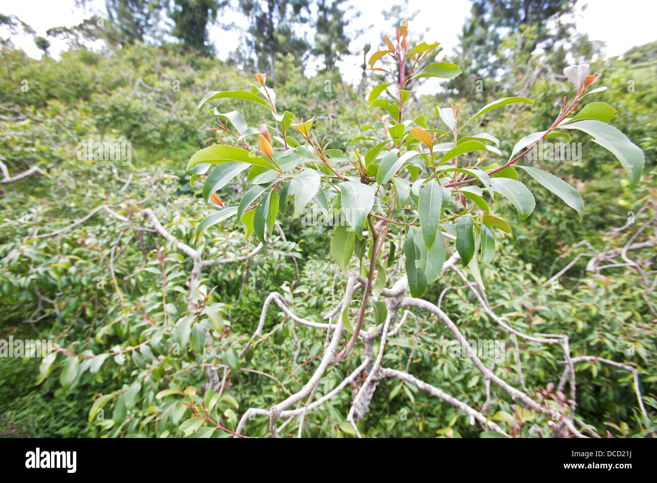 Khat-Baum (Cathula Edulis), Meru Region, Kenia Stockfoto