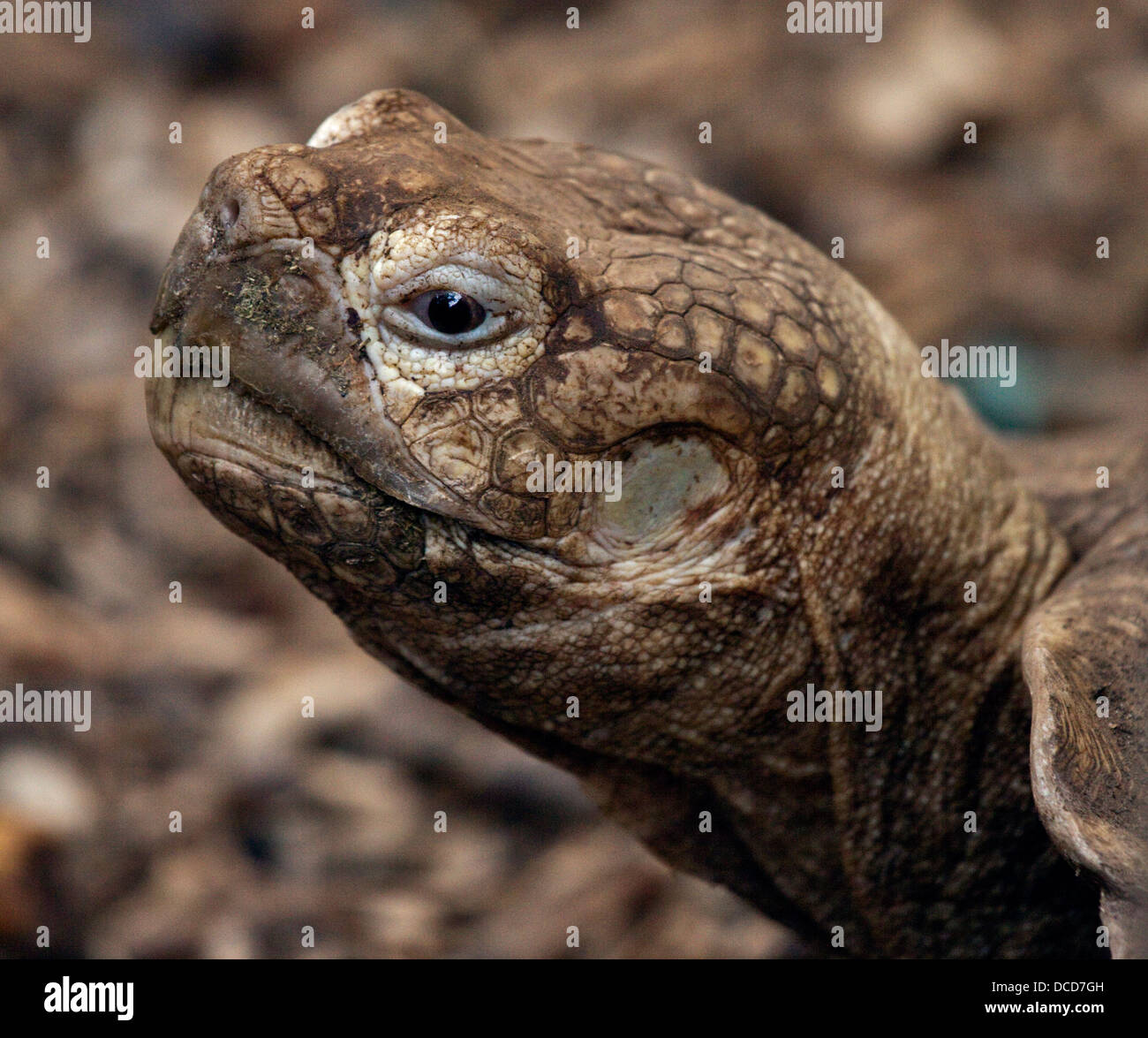 Afrikanische Sporn-Thighed Tortoise (Geochelone Sulcata) Stockfoto