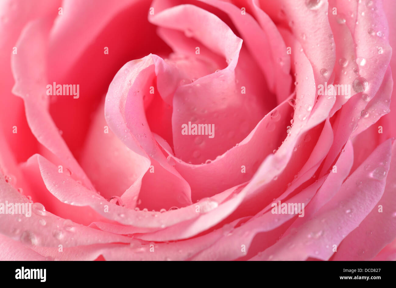 Rosa rose Knospe Makro mit Wassertropfen Stockfoto