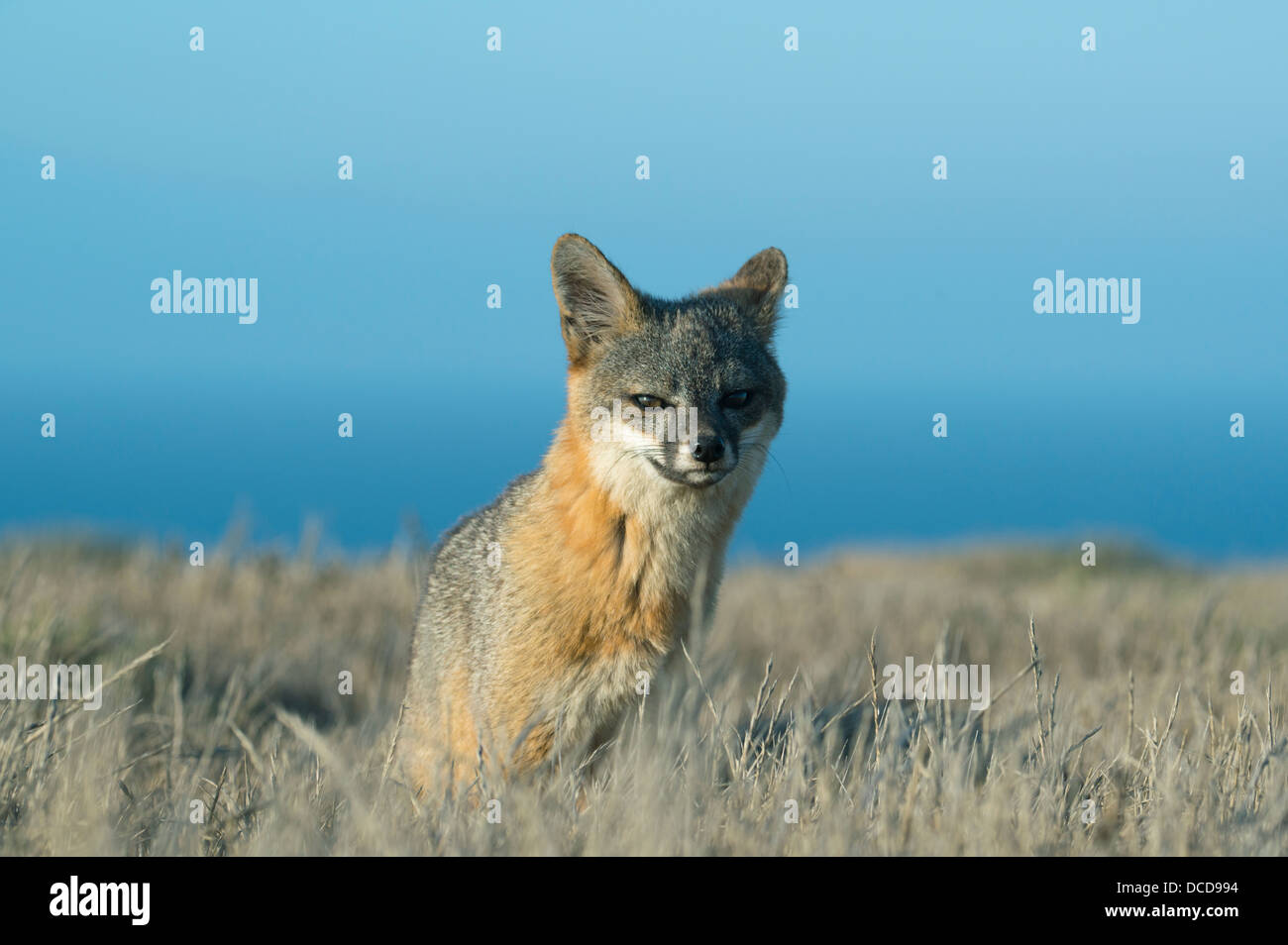 Fuchs (Urocyon Littoralis) WILD, Insel Santa Cruz, endemisch zu Kalifornien Kanalinseln, Insel stark gefährdet Stockfoto