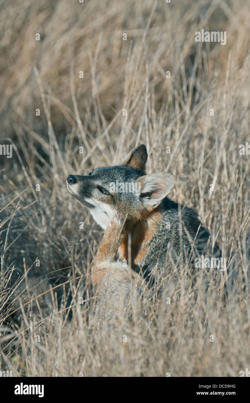 Insel-Fuchs (Urocyon Littoralis) wilde, endemisch zu Kalifornien Kanalinseln, stark gefährdet Stockfoto