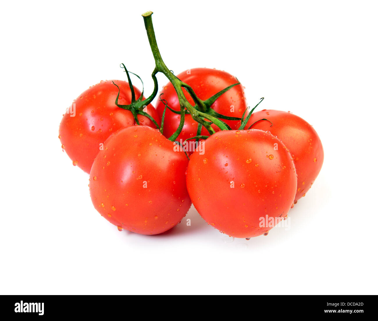 Frische Tomaten am Zweig, isoliert auf weiß Stockfoto